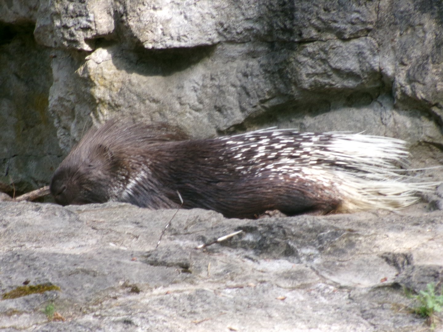 Indian crested porcupine