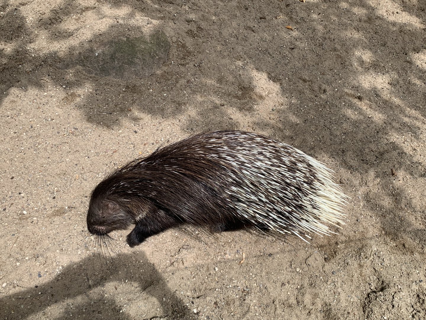 Indian crested porcupine