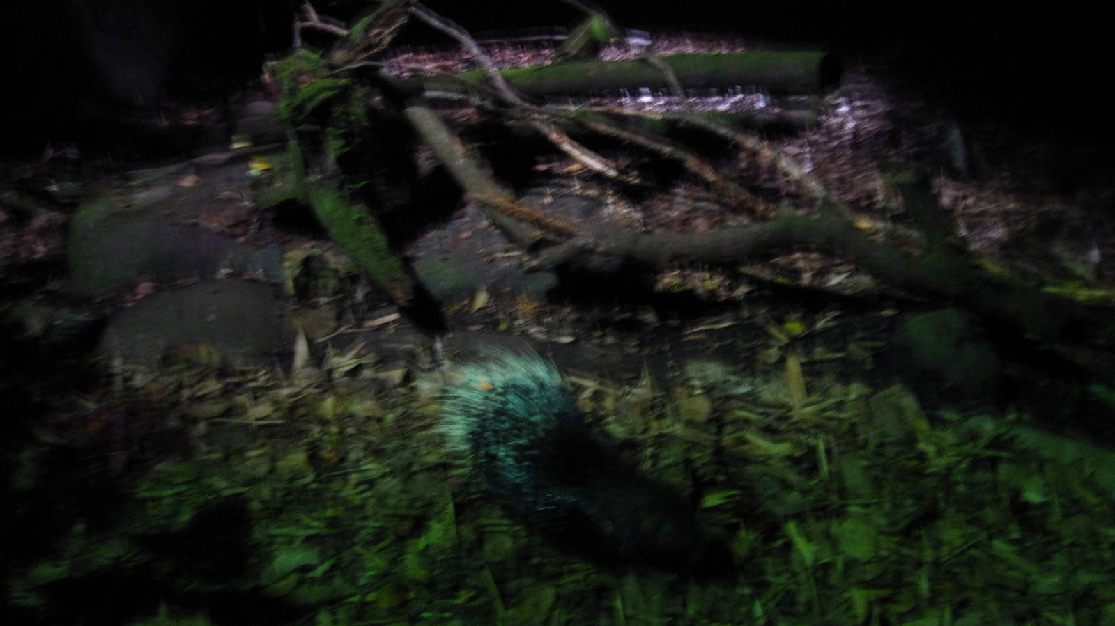 Indian Crested Porcupine