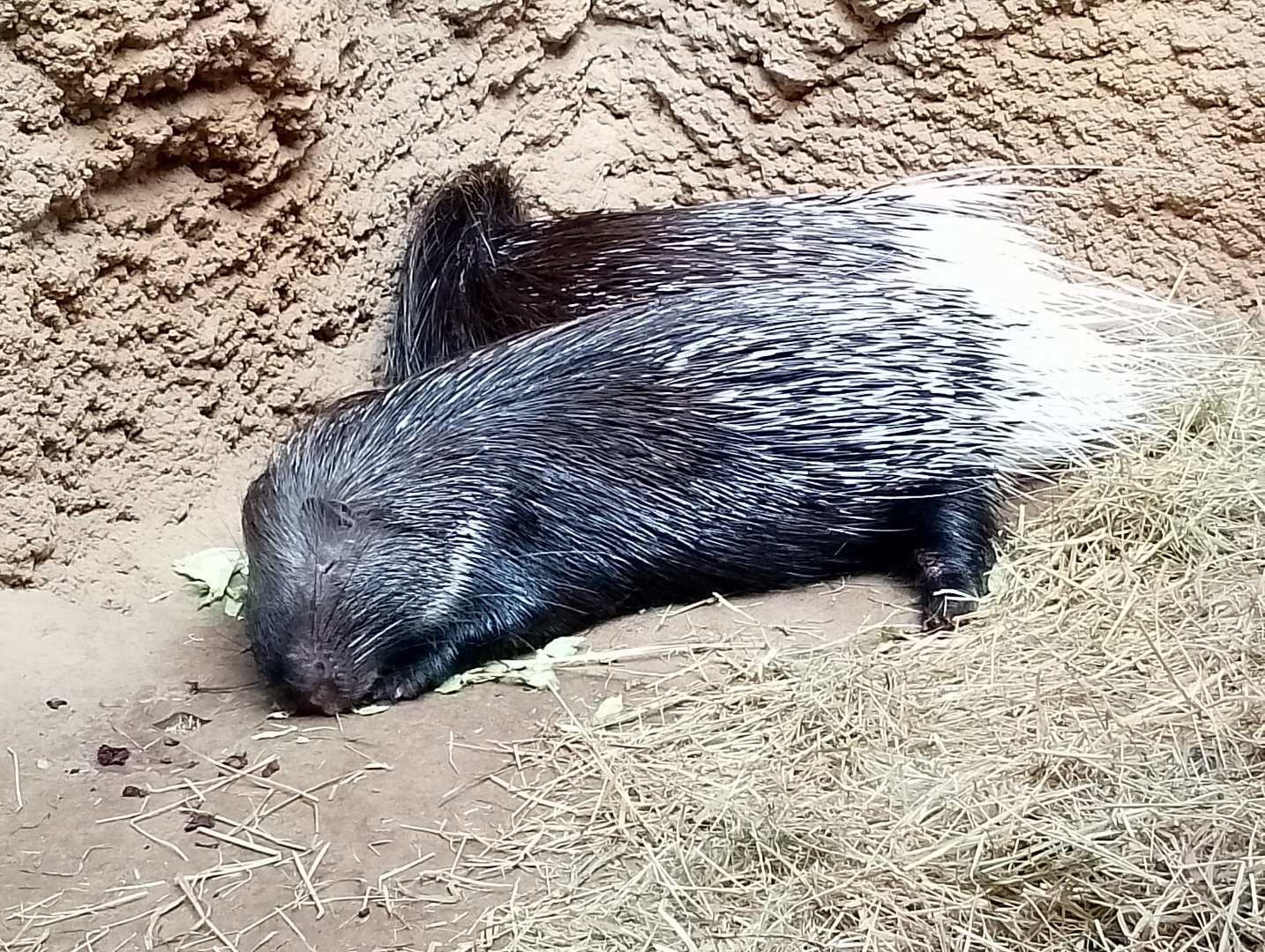 Indian crested porcupine