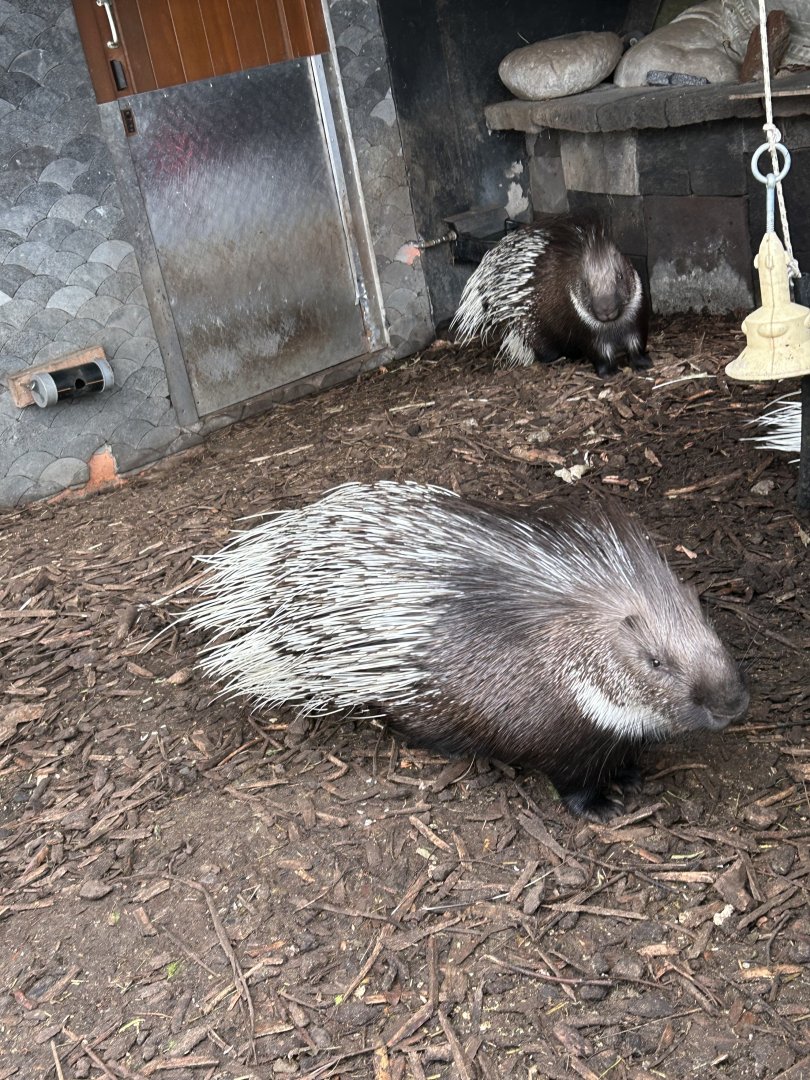 Indian crested porcupine