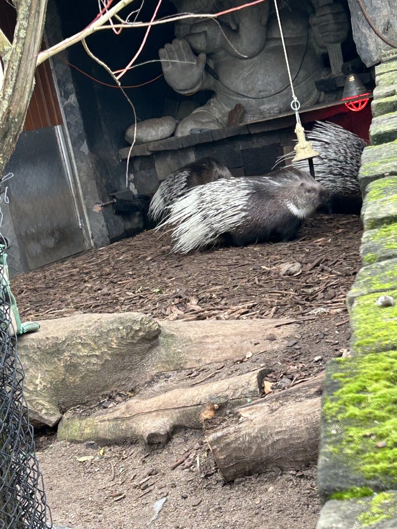 Indian crested porcupine