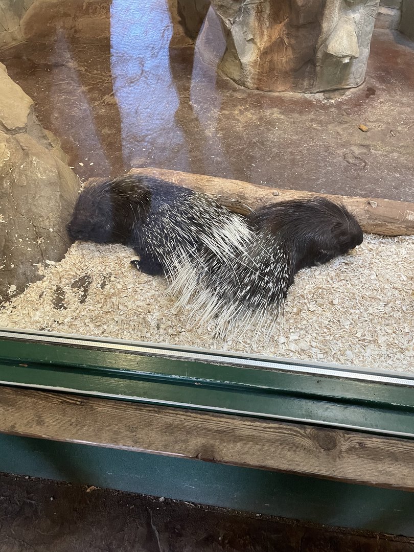 Indian Crested Porcupines (5/26/21)