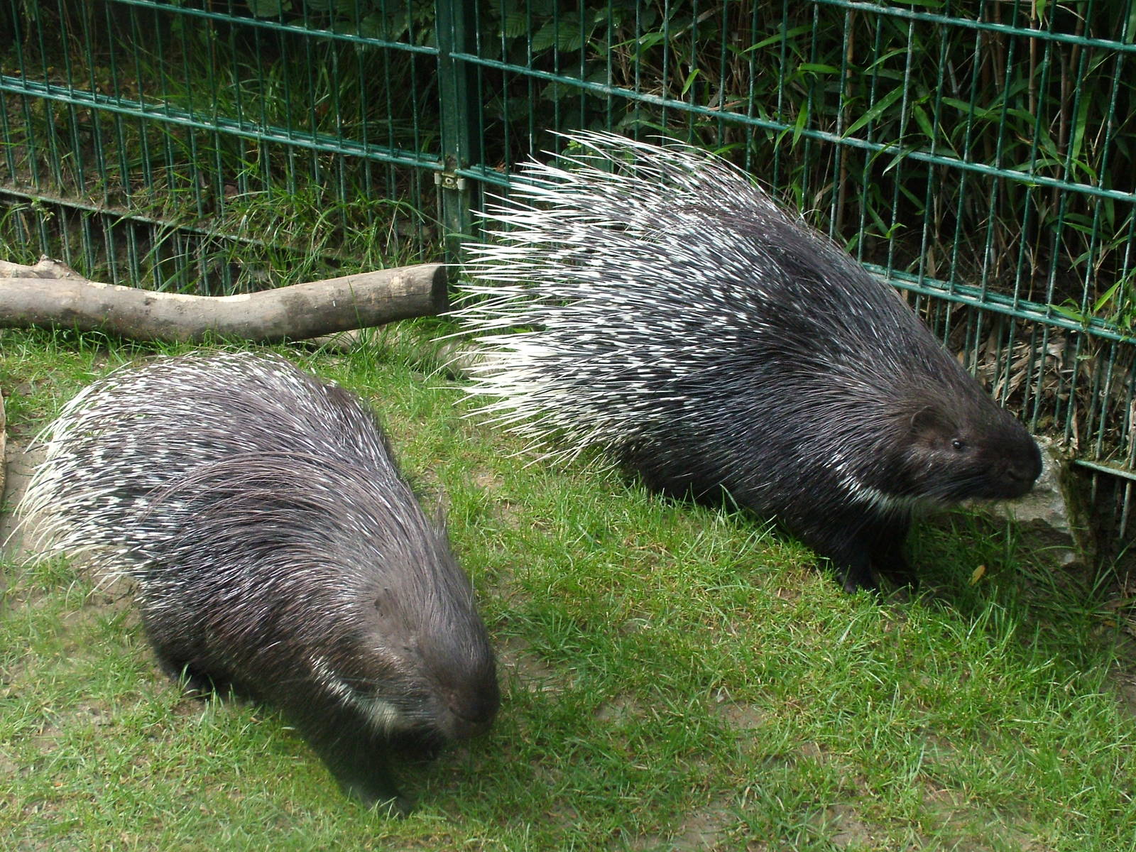 Indian Crested Porcupines at Opel-Zoo Kronberg, 30/08/10