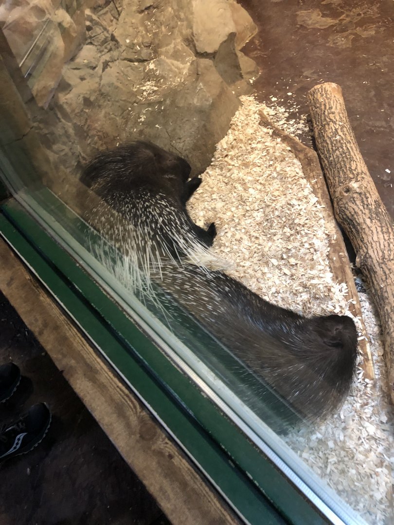 Indian Crested Porcupines | Henry Vilas Zoo