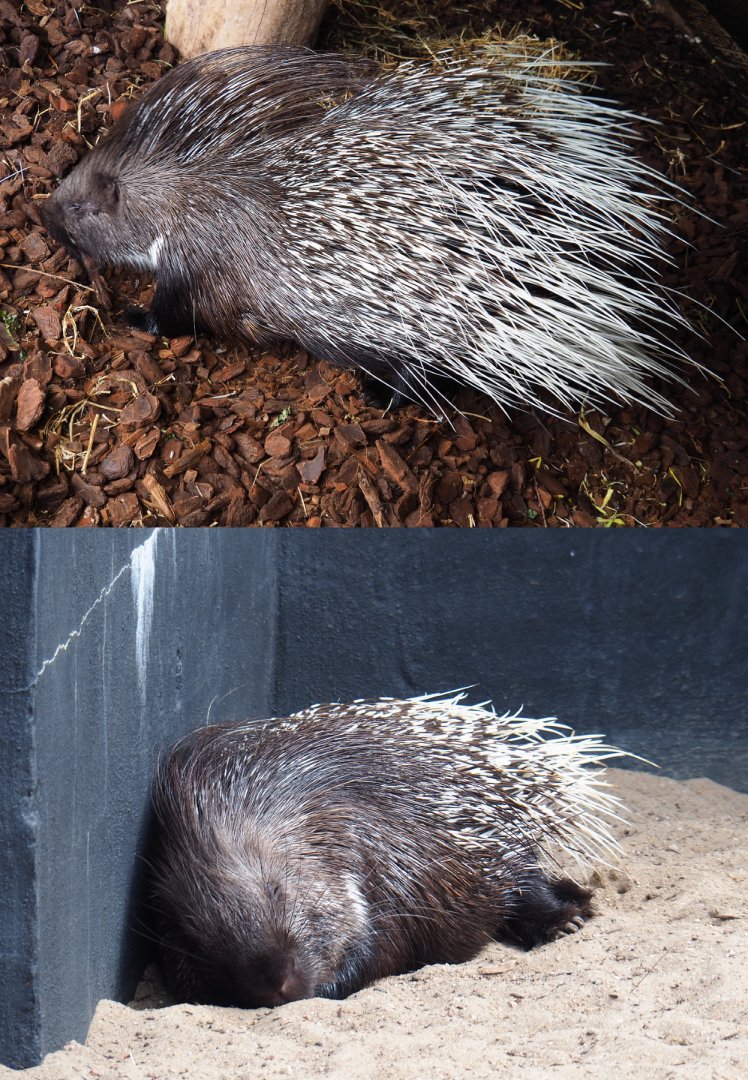 Indian crested porcupines (Hystrix indica), 2020-09-02