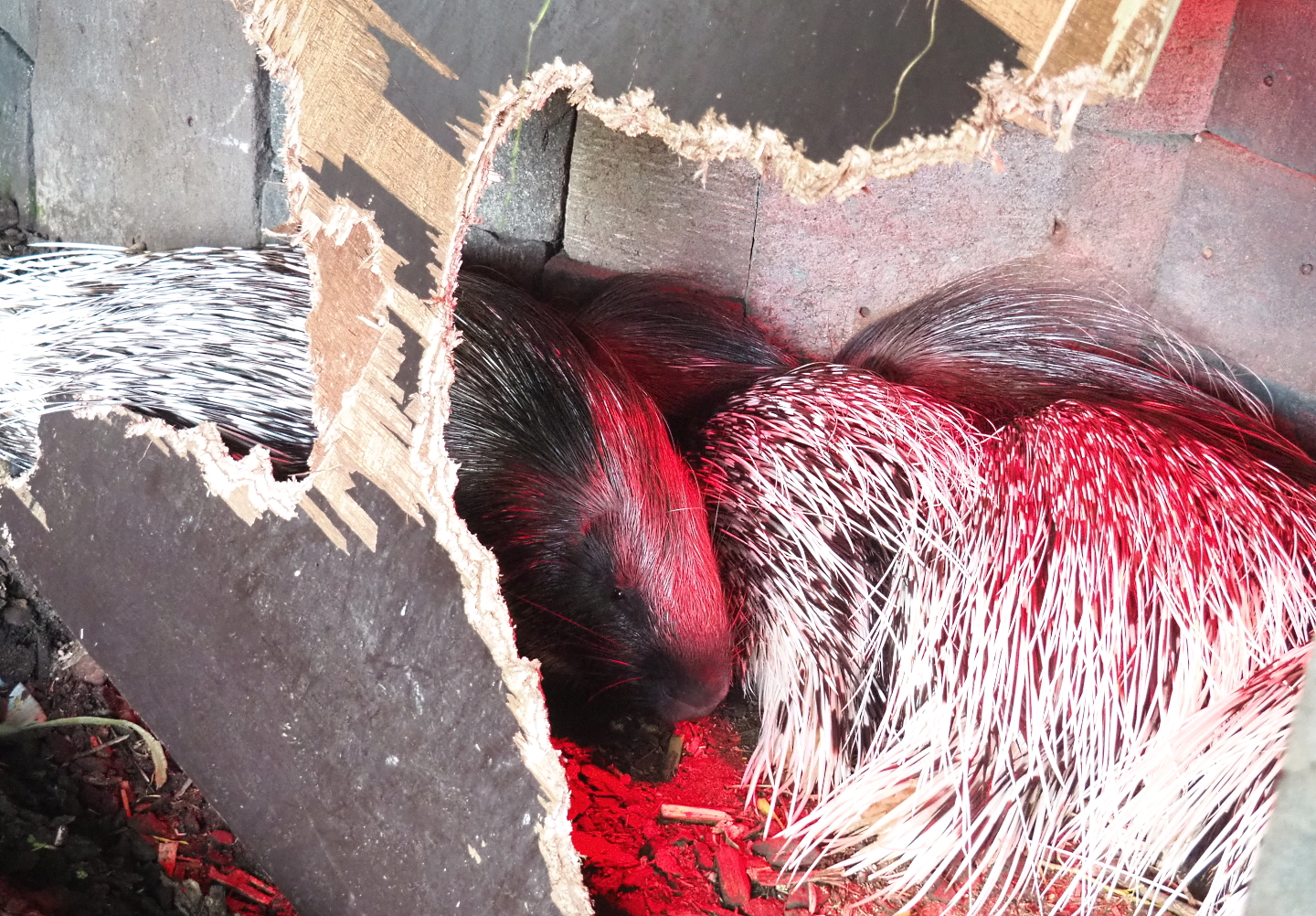 Indian crested porcupines (Hystrix indica), 2021-09-02