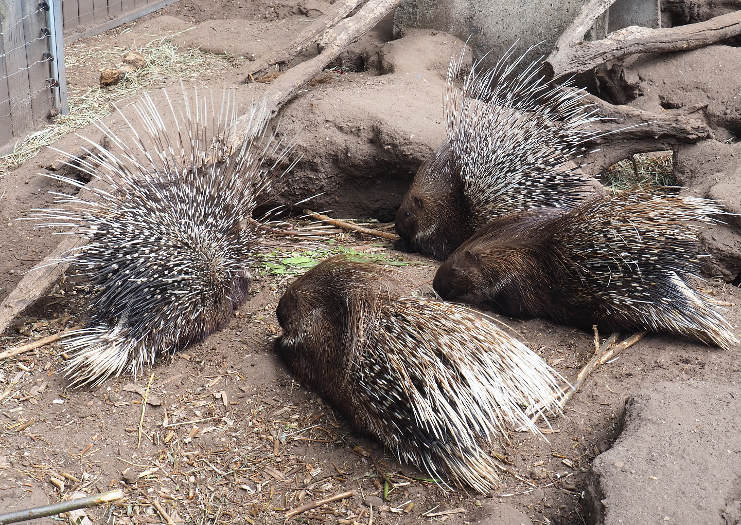 Indian crested porcupines (Hystrix indica), 2022-05-17
