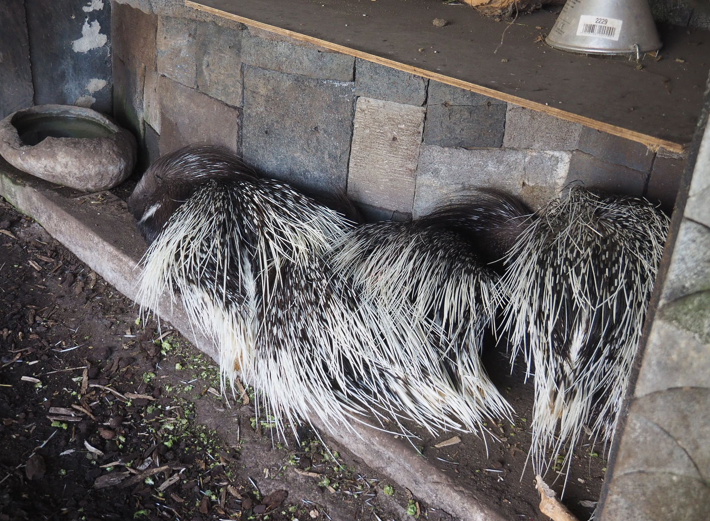 Indian crested porcupines (Hystrix indica), 2022-06-28