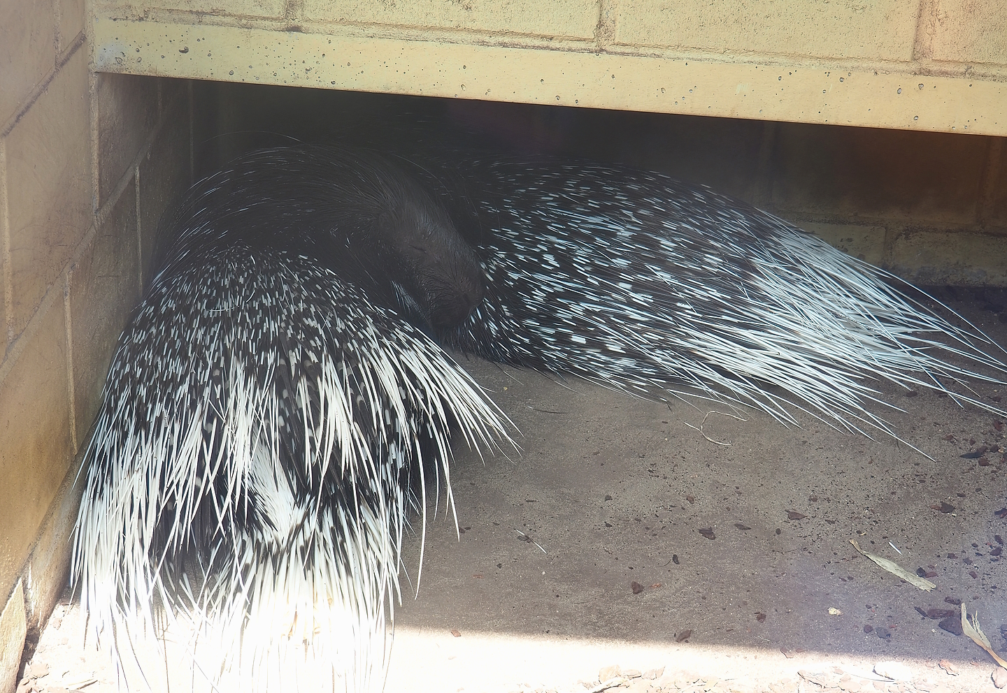 Indian crested porcupines (Hystrix indica), 2022-08-20