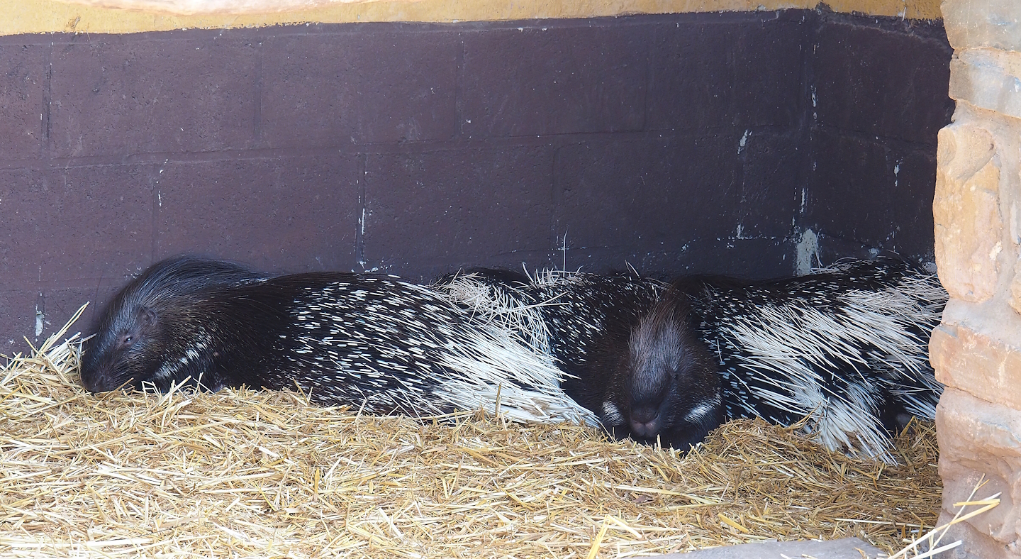 Indian crested porcupines (Hystrix indica), 2023-05-19