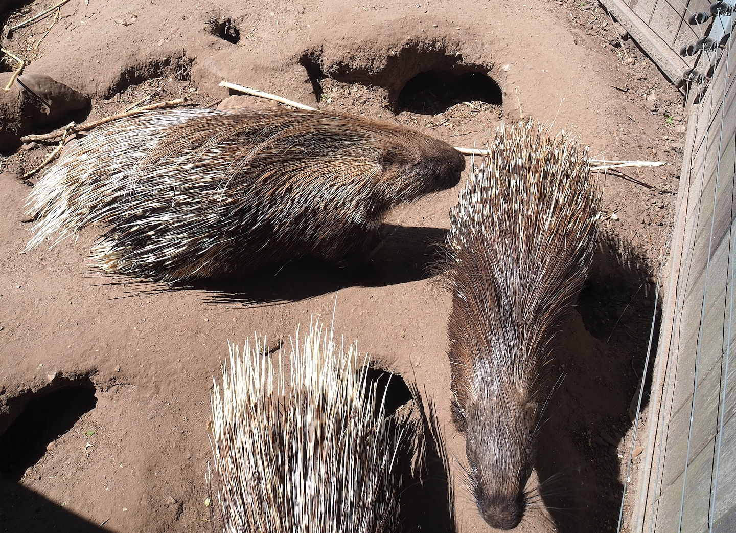 Indian crested porcupines (Hystrix indica), 2023-05-31
