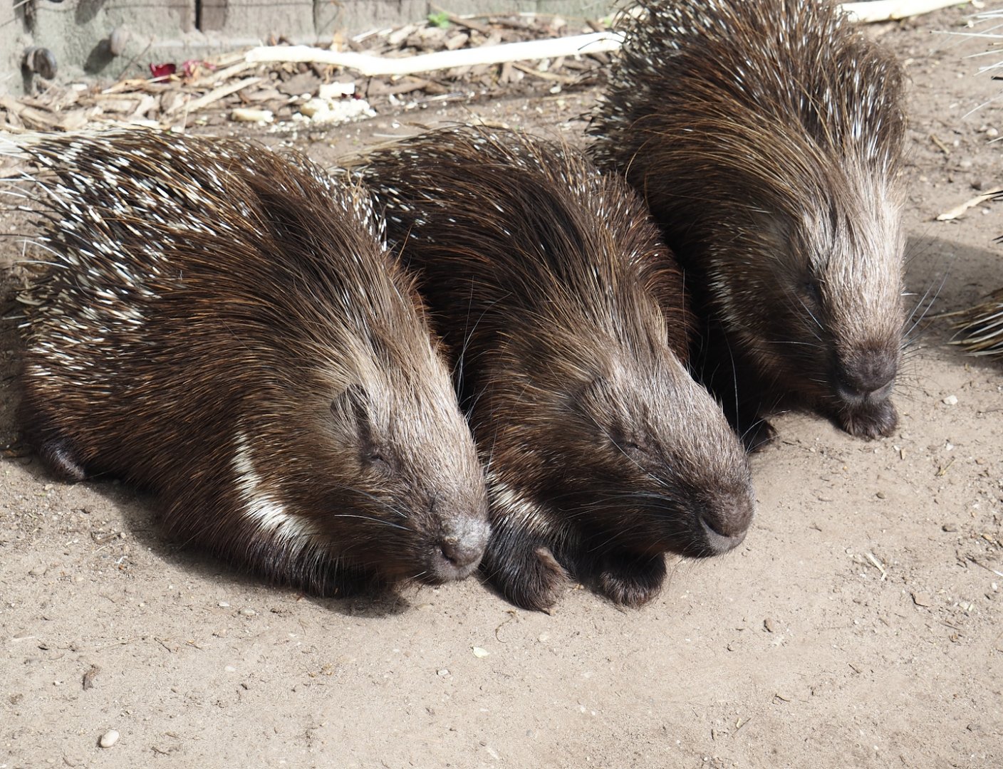 Indian crested porcupines (Hystrix indica), 2024-04-14