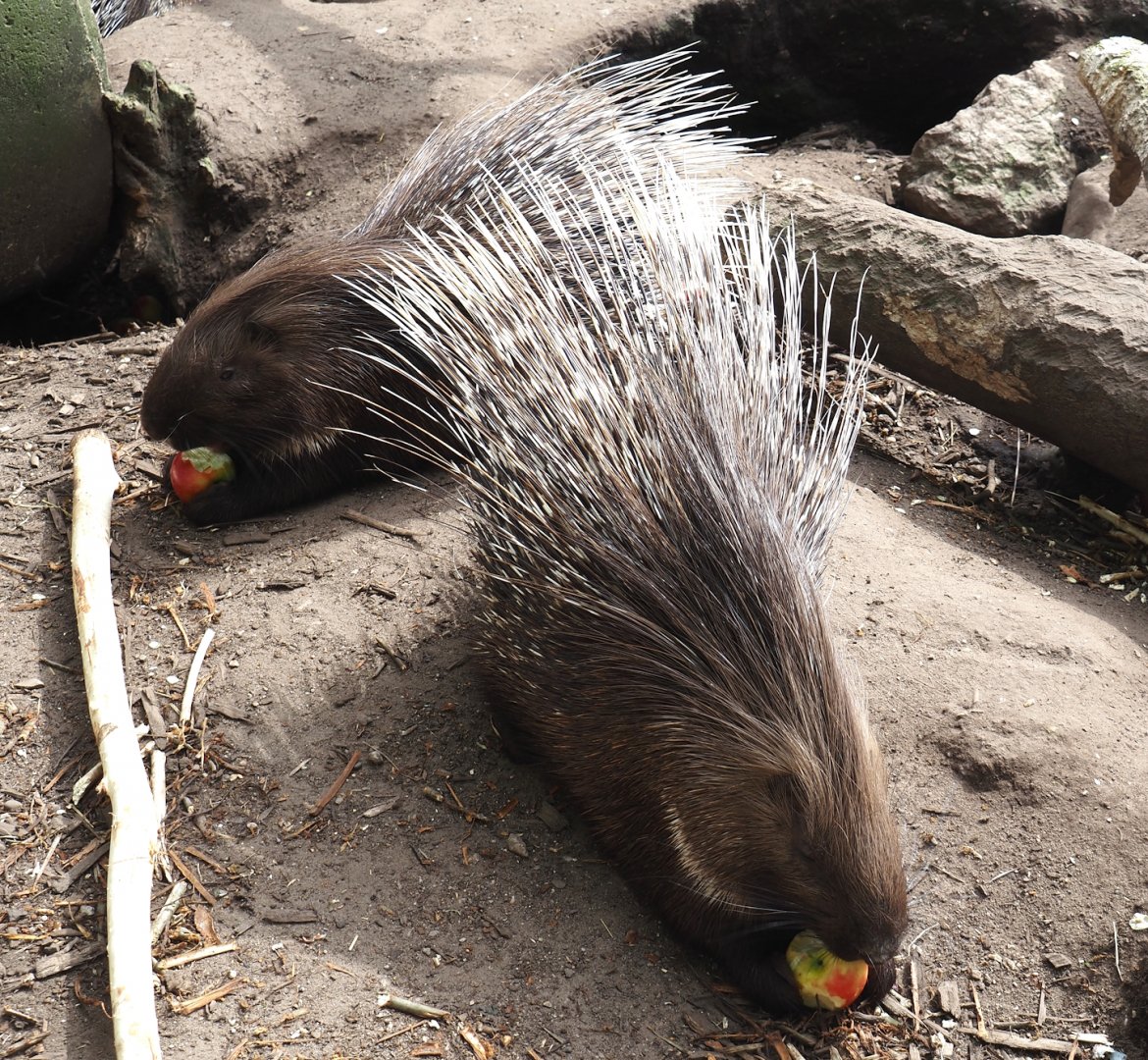 Indian crested porcupines (Hystrix indica), 2024-04-14