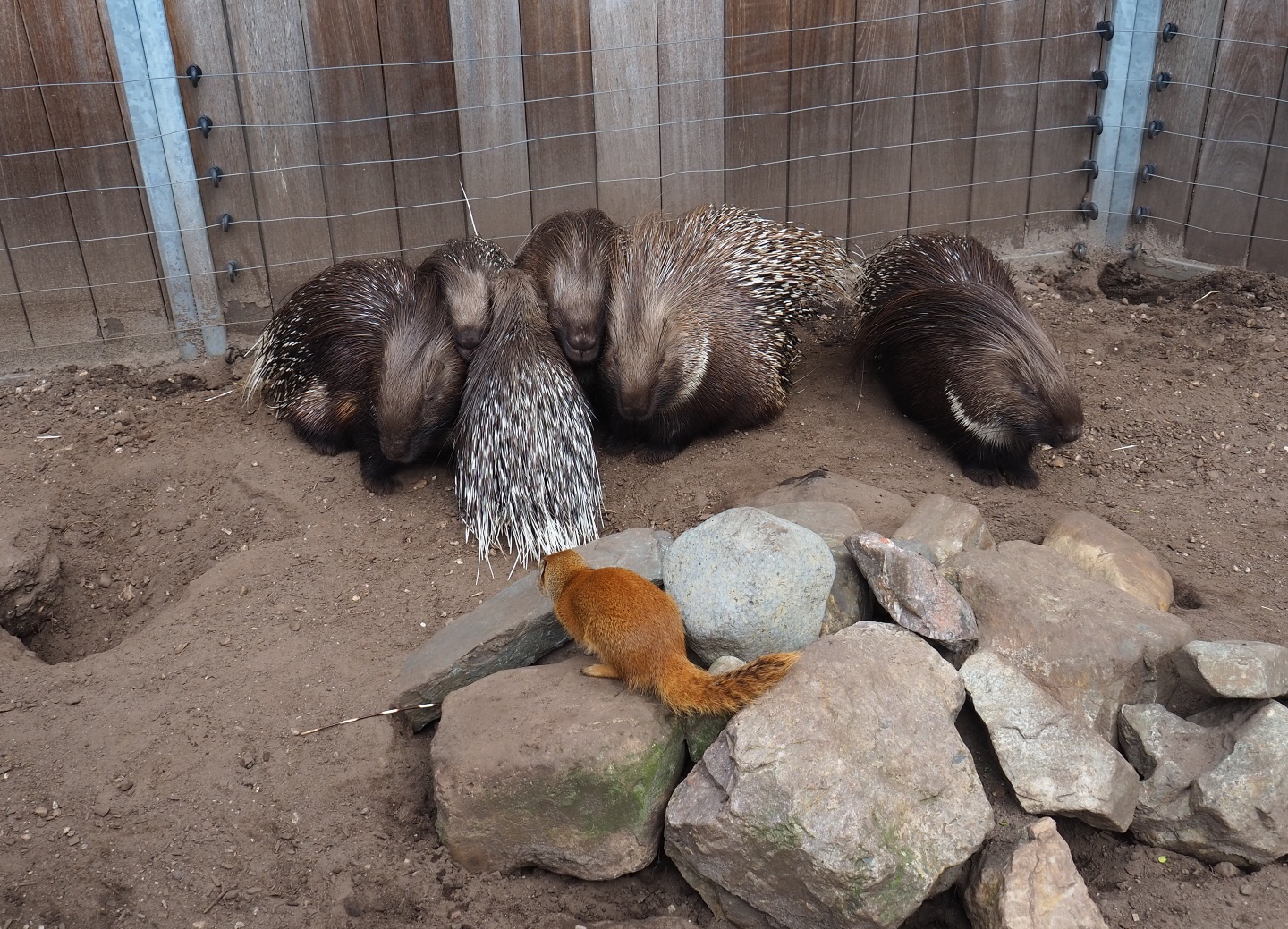 Indian crested porcupines (Hystrix indica) and Yellow mongoose (Cynictis penicillata), 2019-04-06