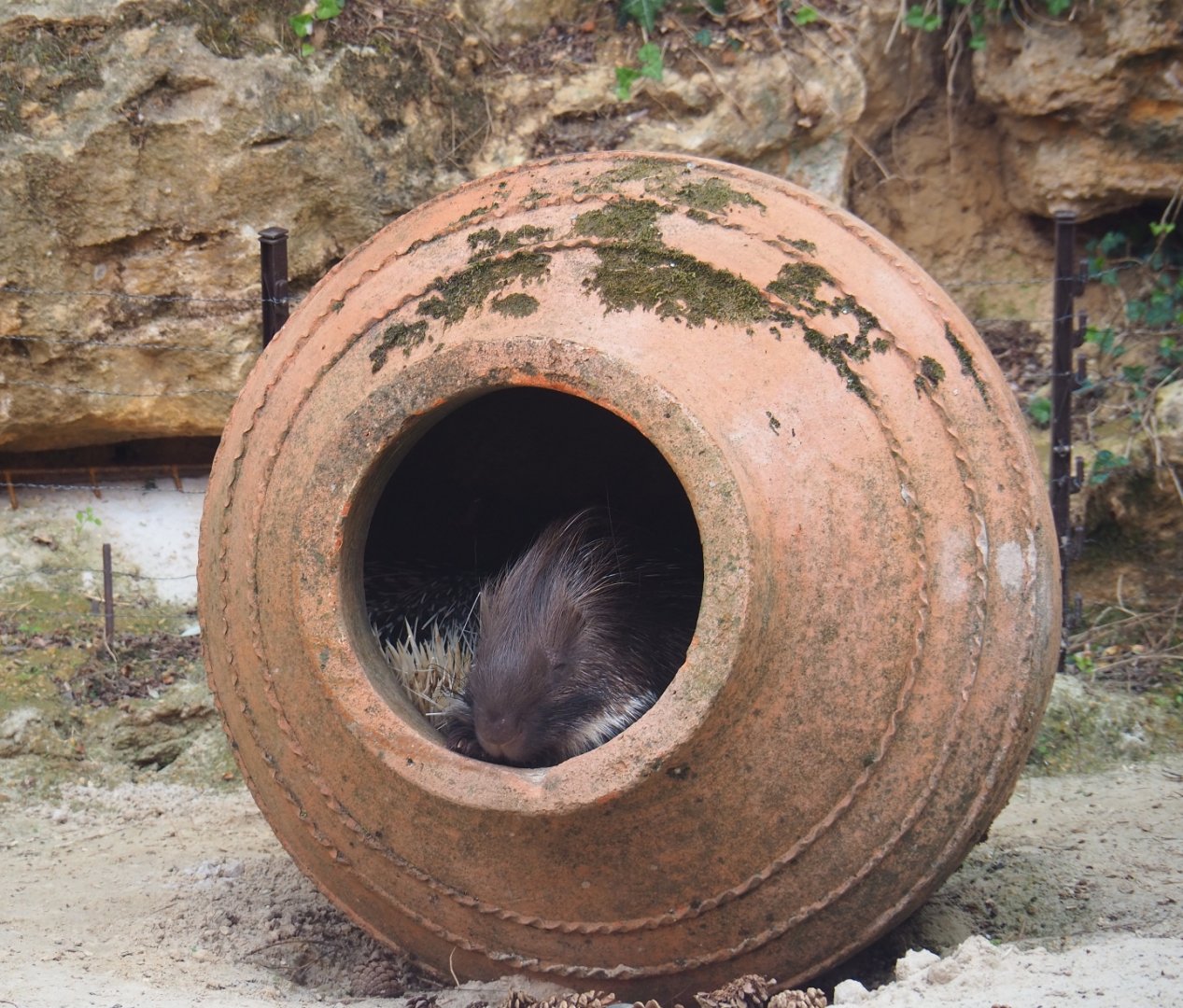 Indian crested porcupines (Hystrix indica) in a giant vase (Aug 28th, 2018)