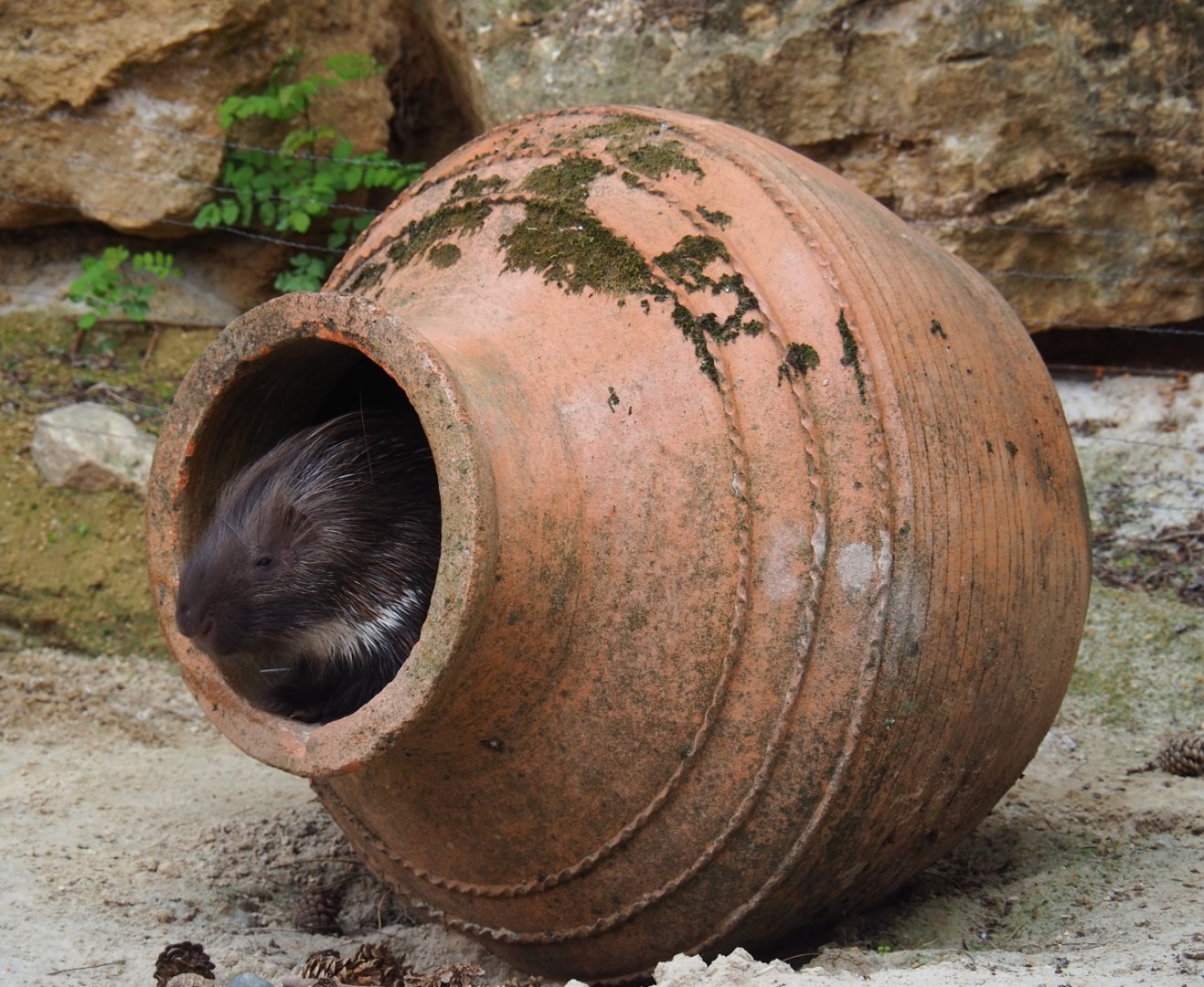 Indian crested porcupines (Hystrix indica) in a giant vase (Aug 28th, 2018)