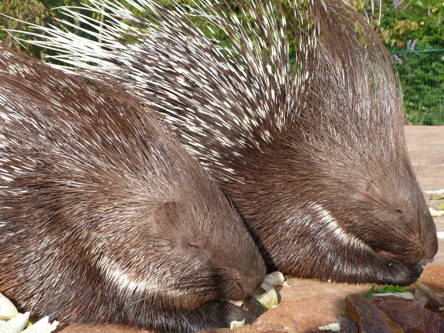 Indian crested porcupines -Zoo Praha (2025)