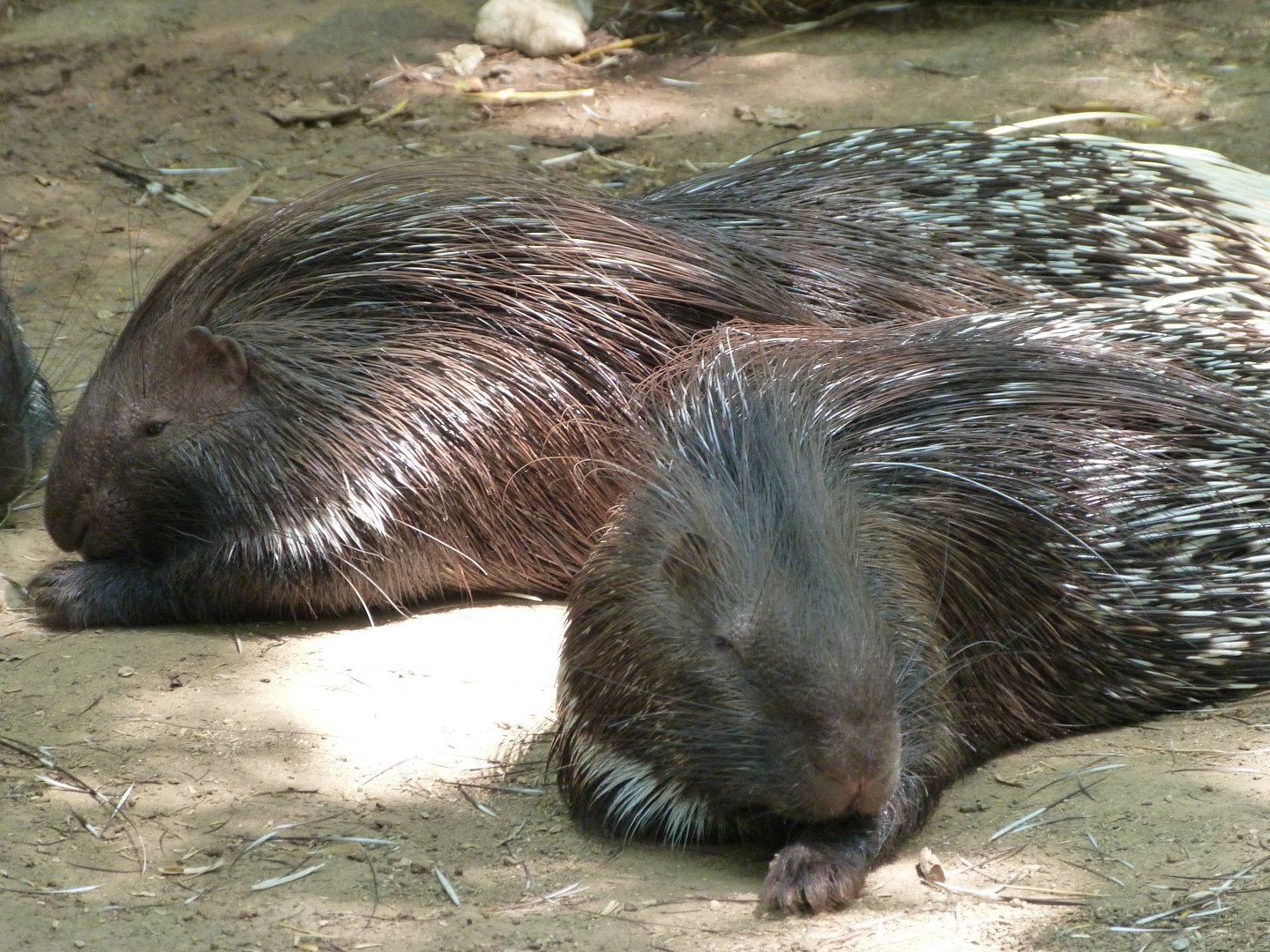 Indian crested porcupines -Zoodyssée (2025)