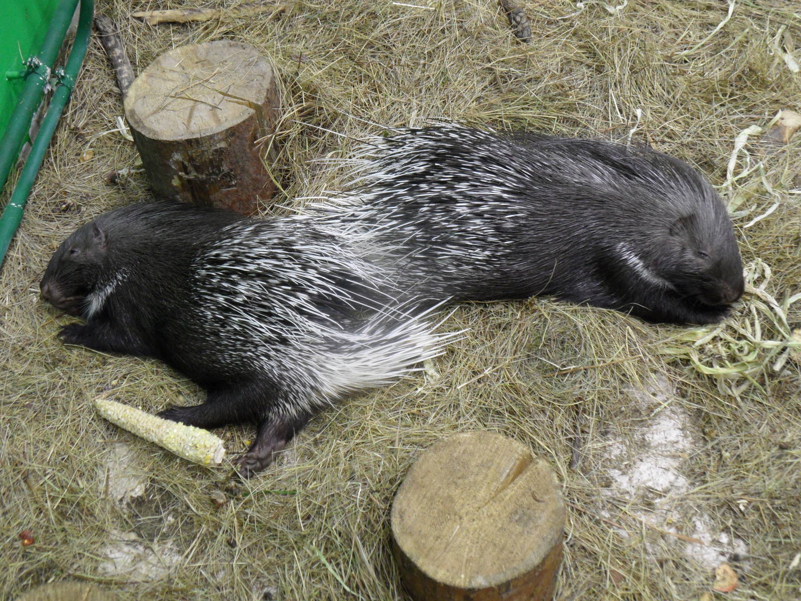 Indian crested porcupines