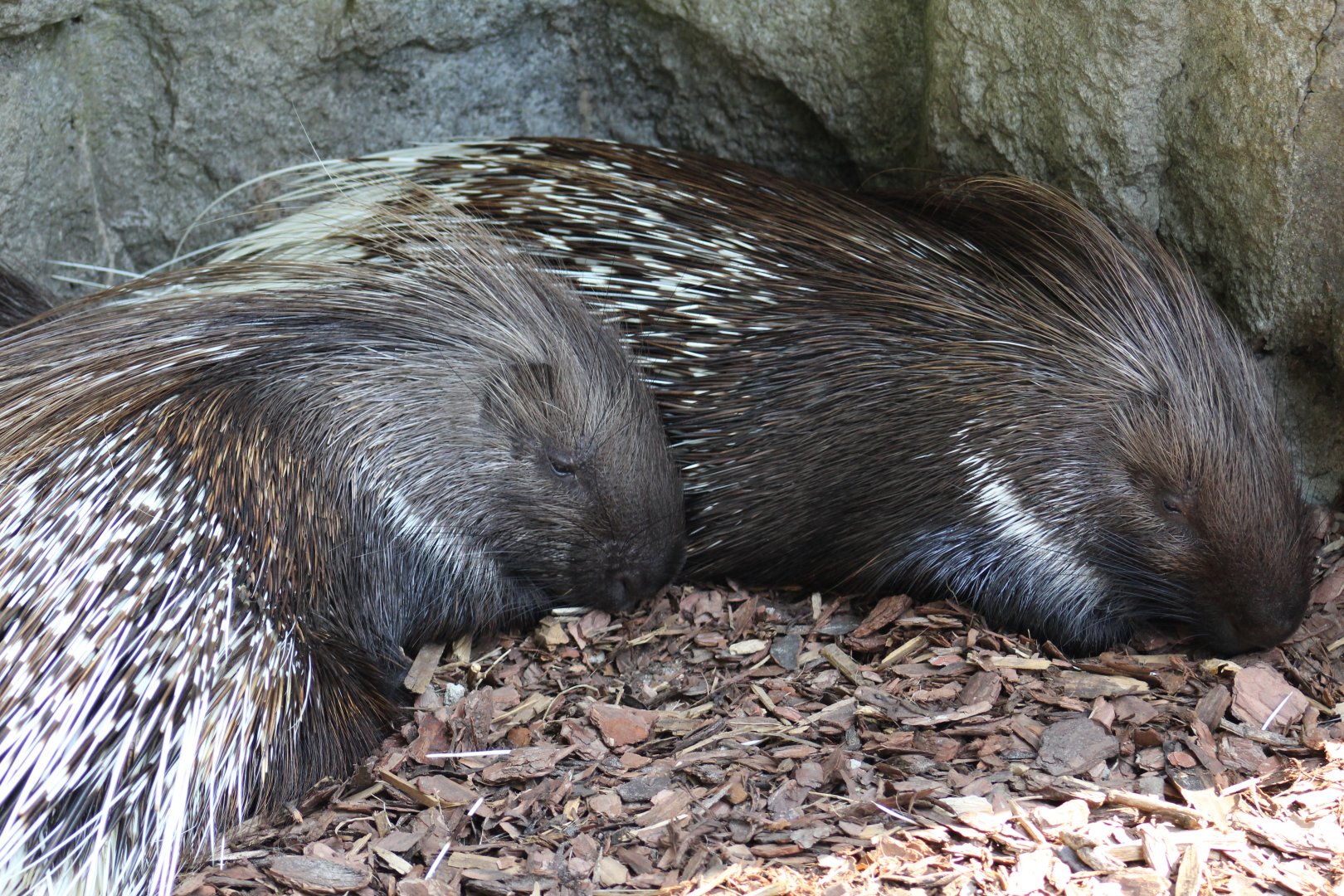 Indian Crested Porcupines