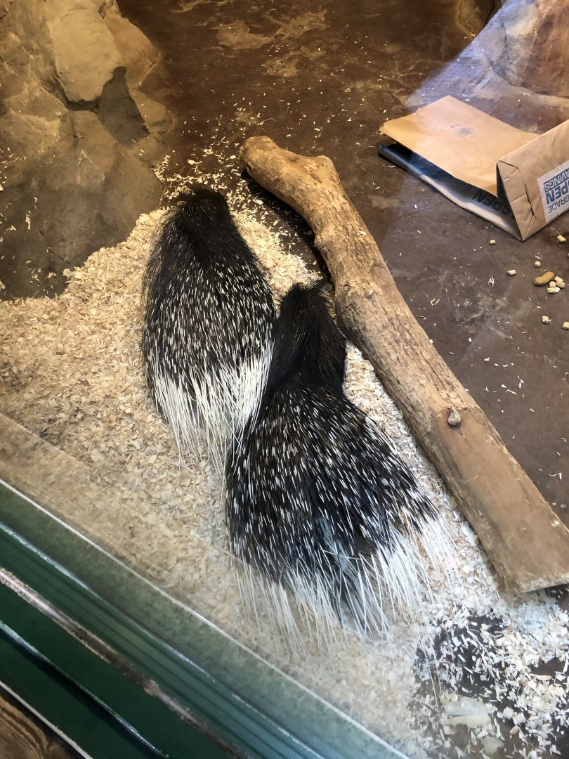Indian Crested Porcupines