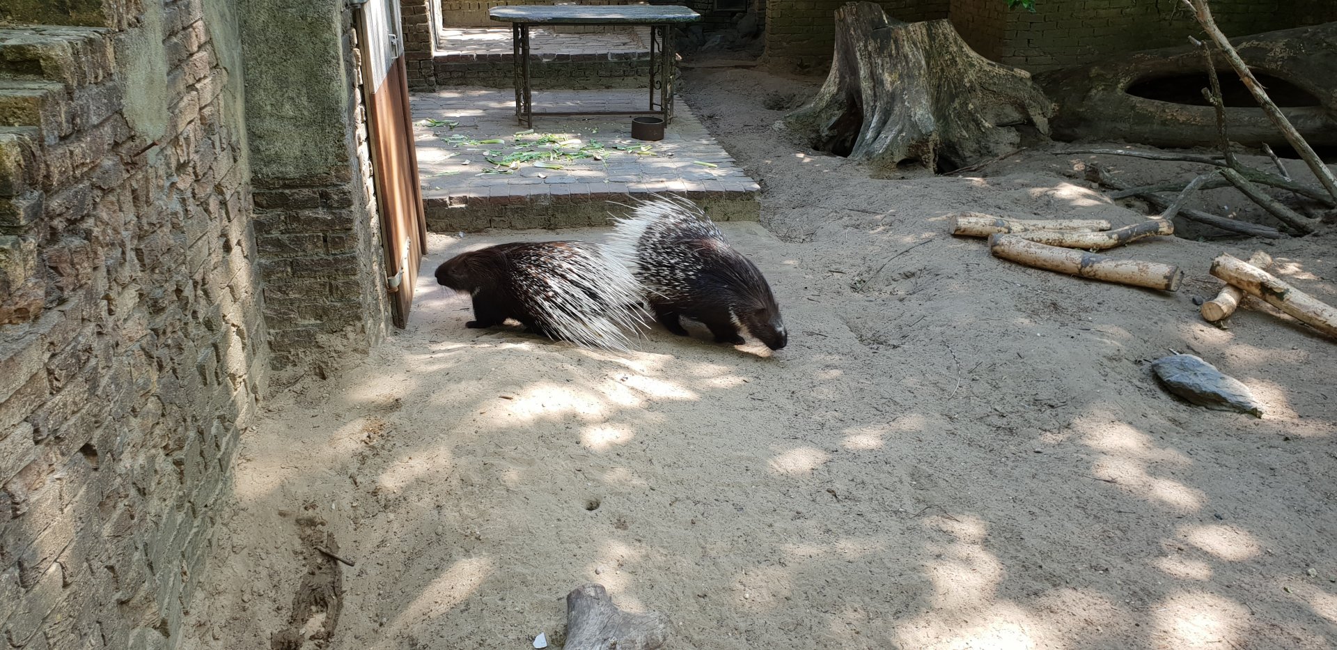 Indian crested porcupines