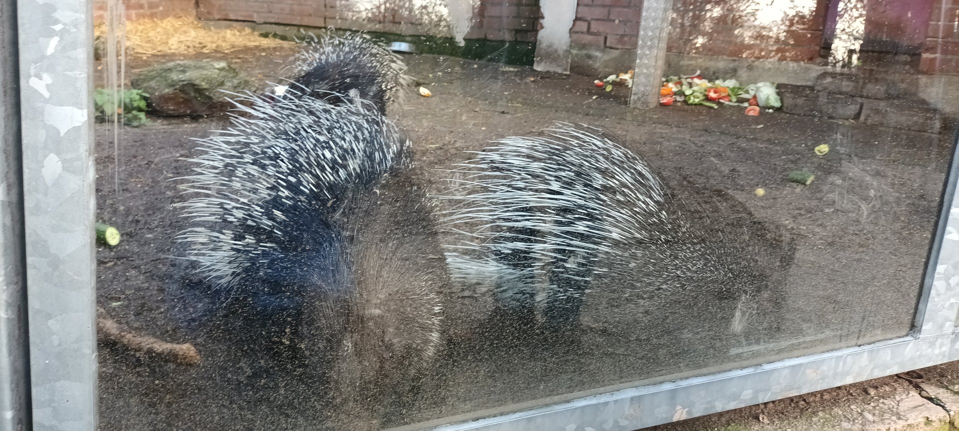 Indian crested Porcupines