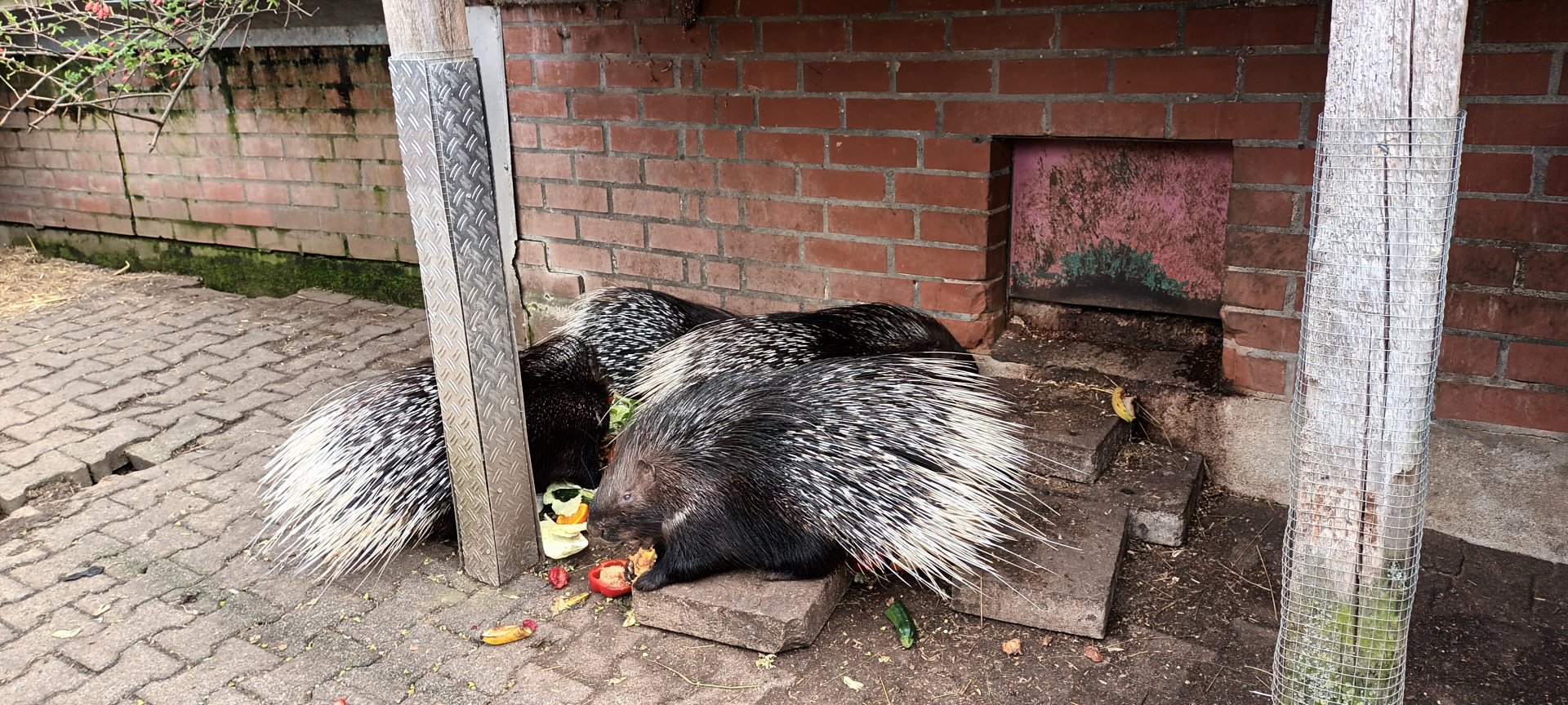 Indian crested Porcupines