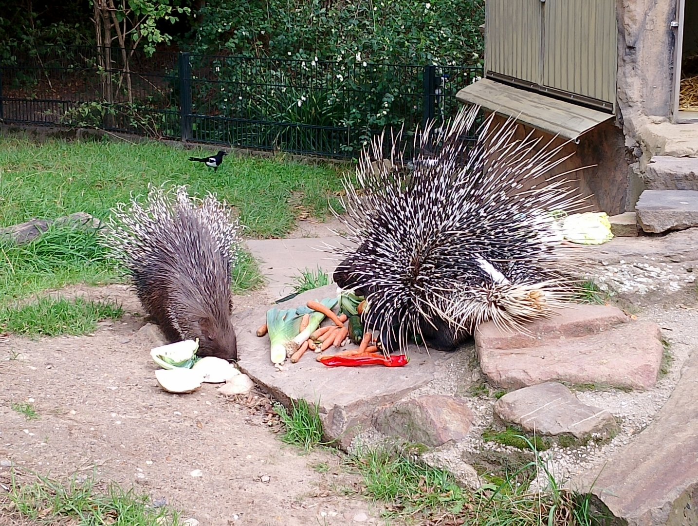 Indian crested porcupines