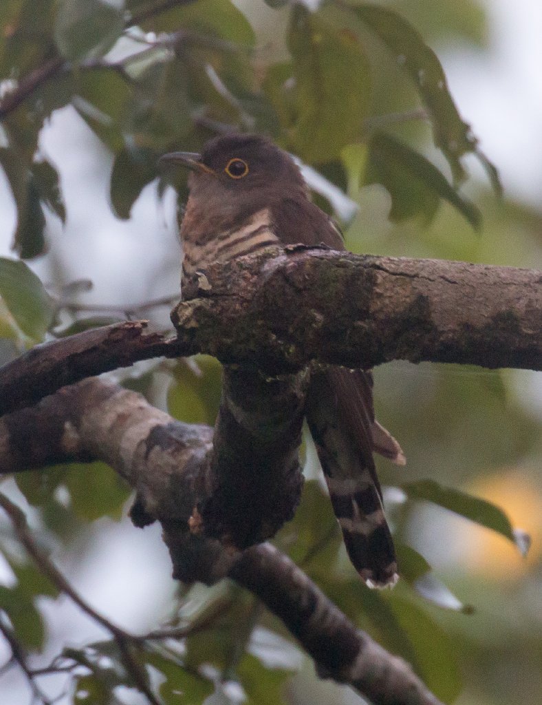 Indian Cuckoo