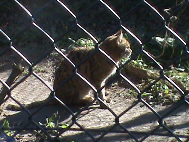 indian desert cat 070311