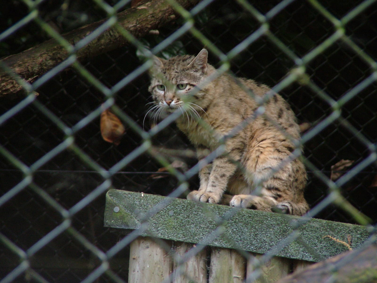 Indian Desert Cat at Howletts, 31/07/10