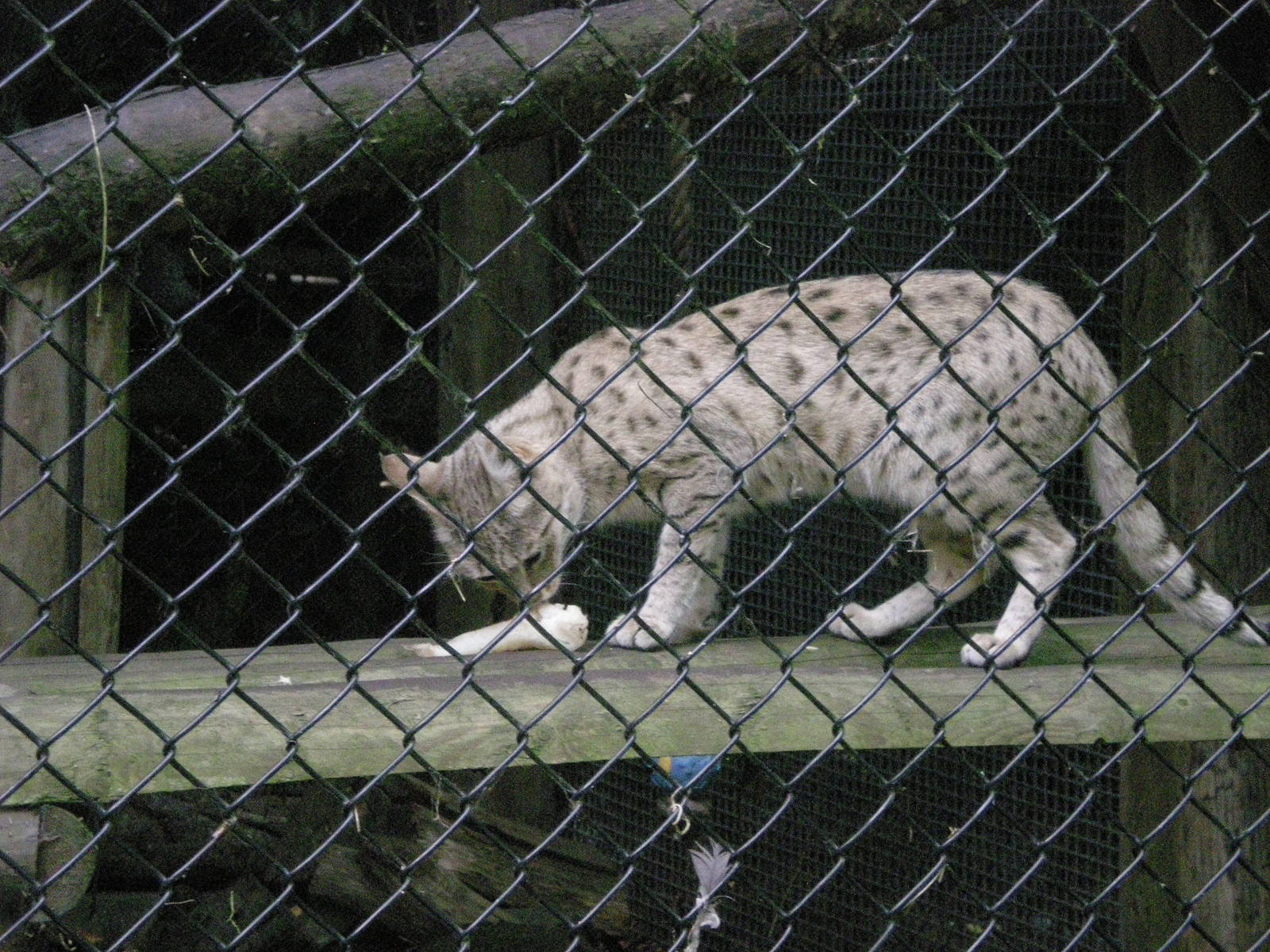 Indian Desert Cat eating a fish tail