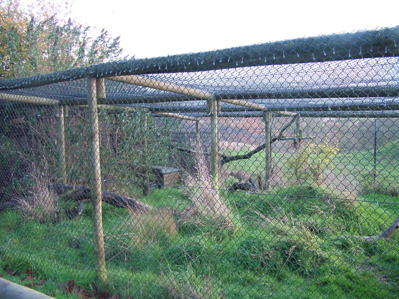 Indian Desert Cat exhibit at Port Lympne 27/11/09