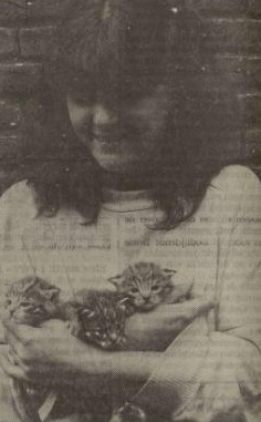 Indian desert cat young