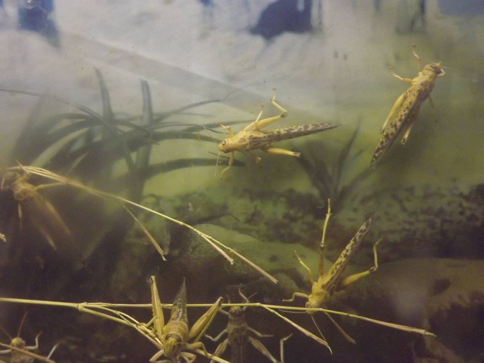 Indian desert locusts at Blackpool Zoo 15/01/12