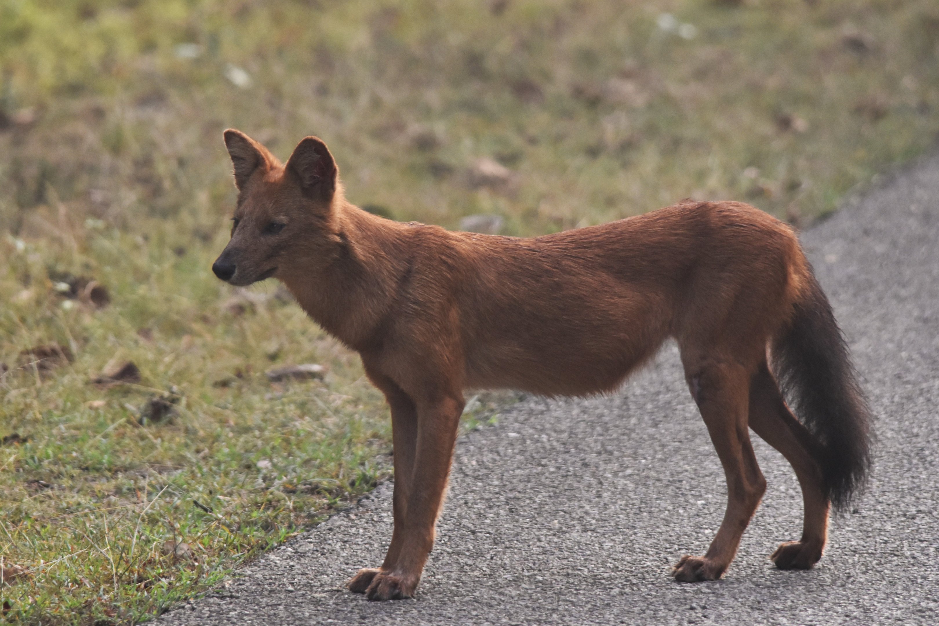 Indian Dhole, Nagarahole Tiger Reserve, 24th November 2024