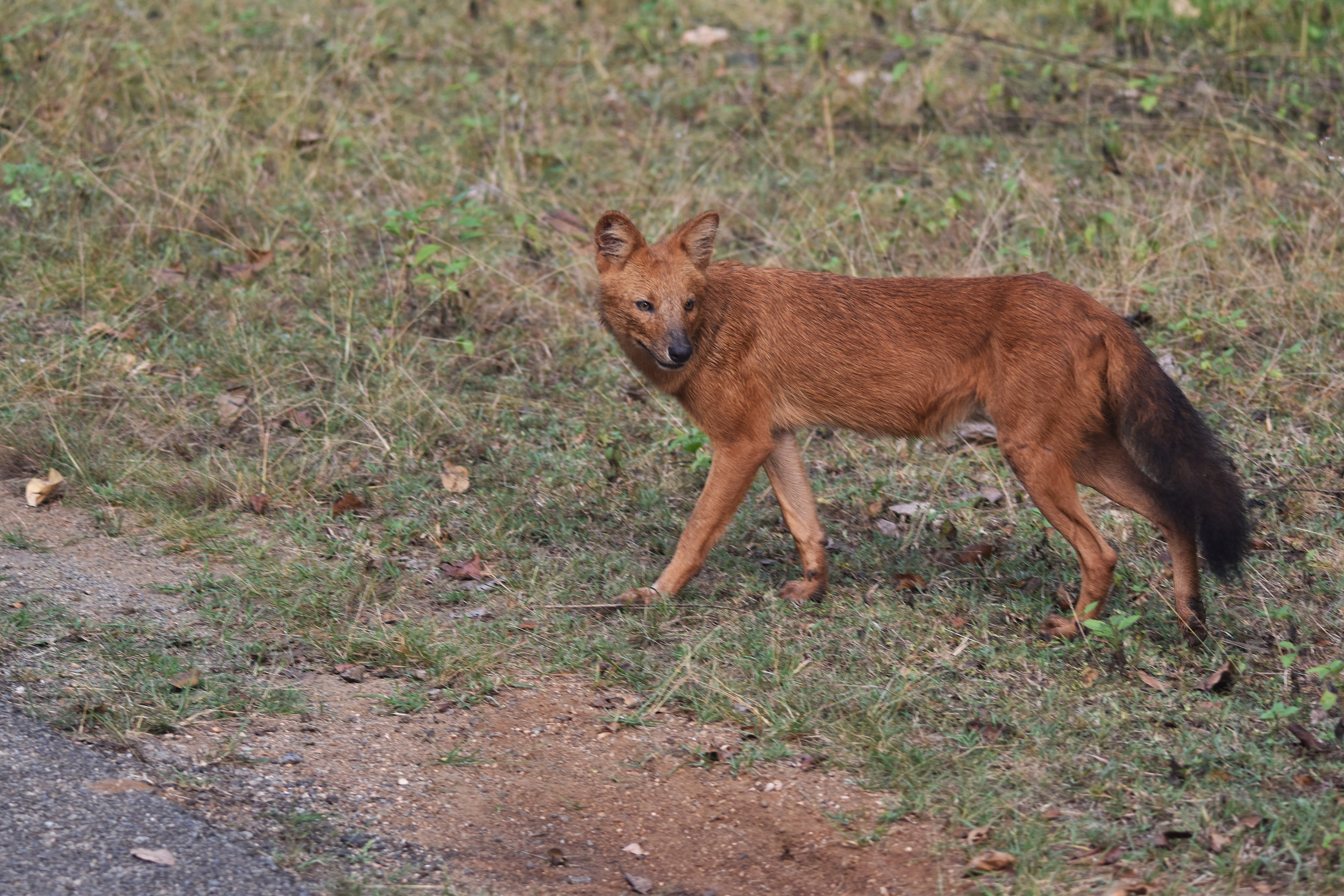Indian Dhole, Nagarahole Tiger Reserve, 24th November 2024