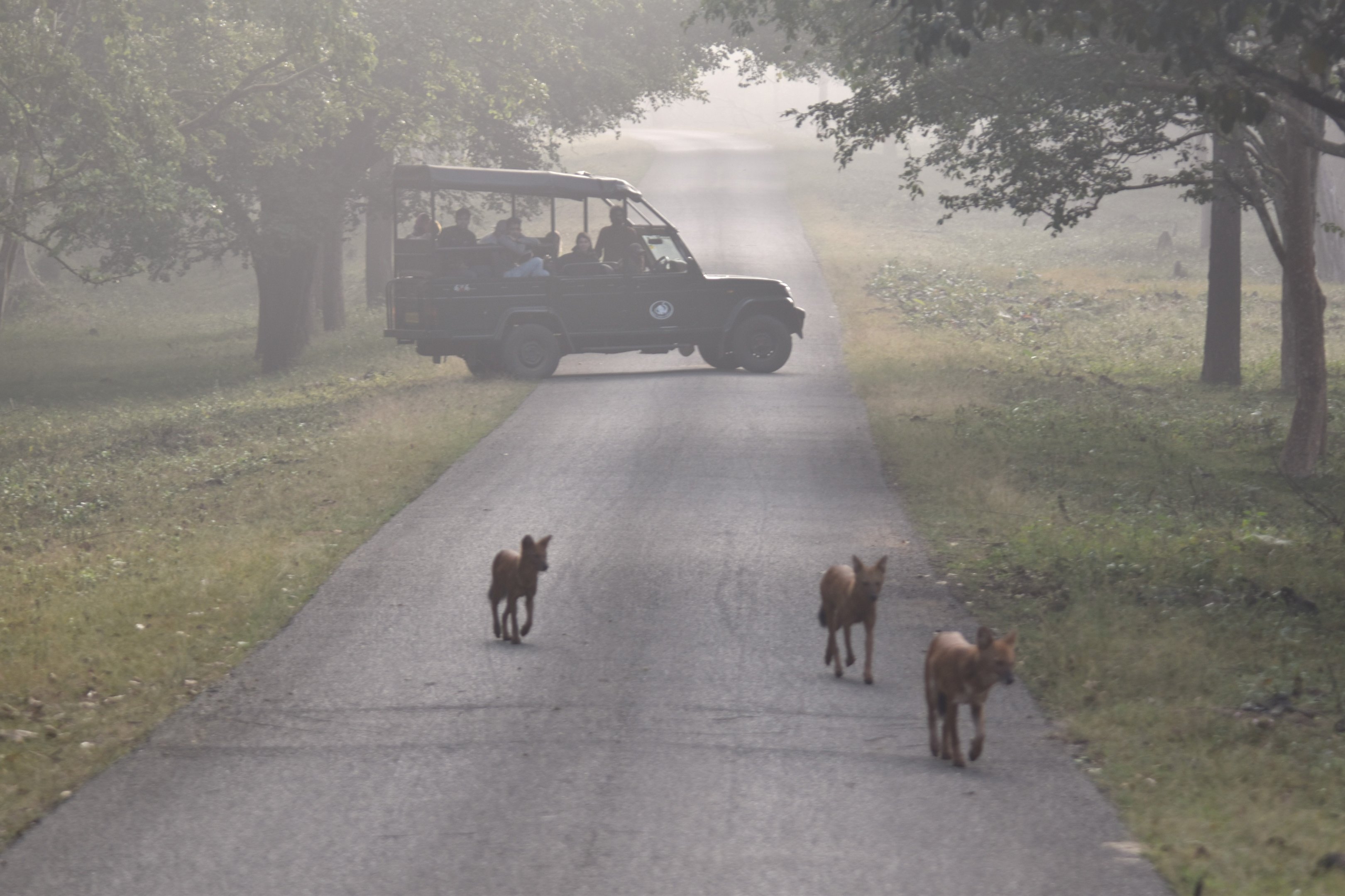 Indian Dhole, Nagarahole Tiger Reserve, 24th November 2024
