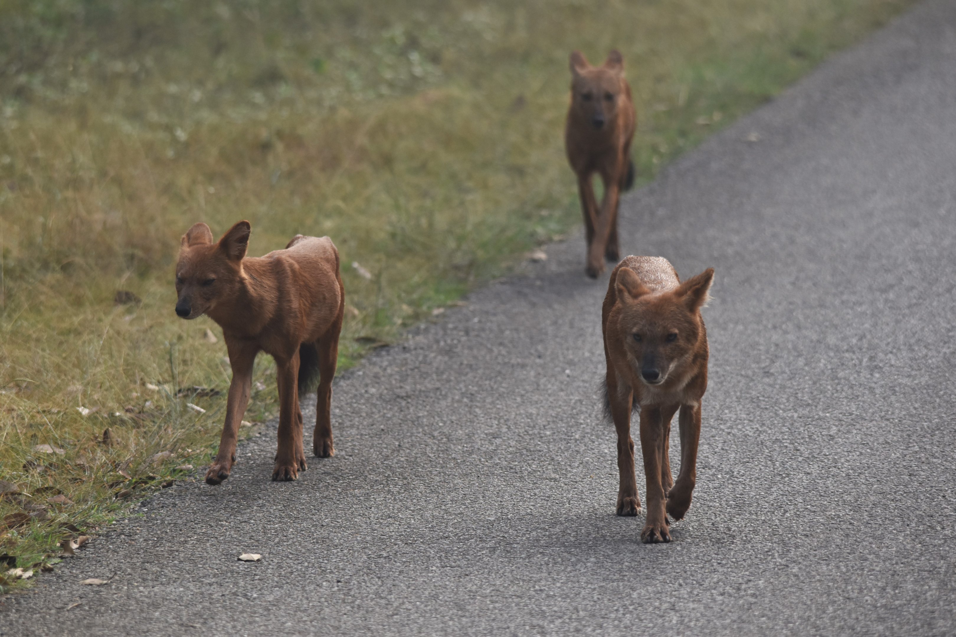 Indian Dhole, Nagarahole Tiger Reserve, 24th November 2024