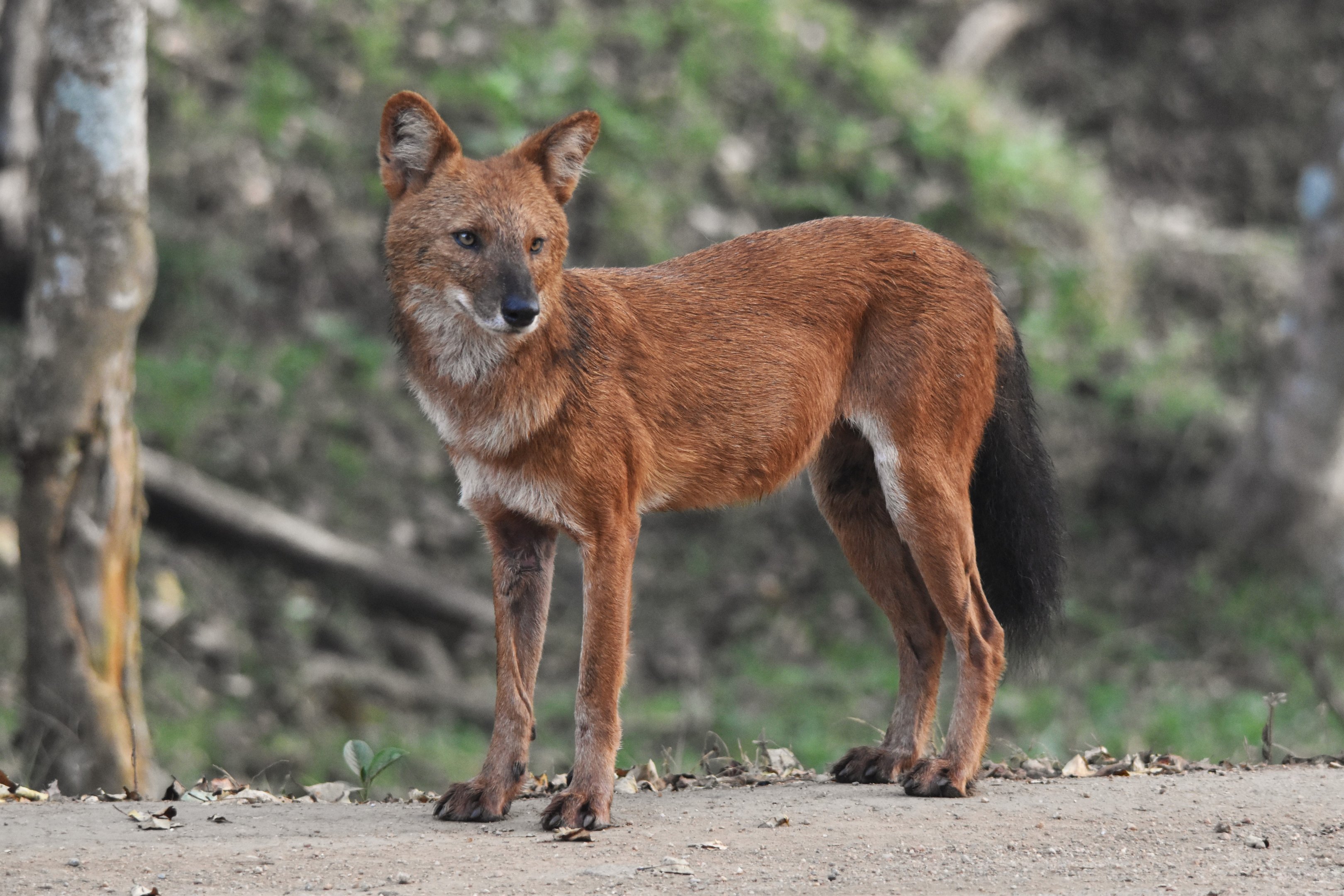 Indian Dhole, Nagarahole Tiger Reserve, 24th November 2024