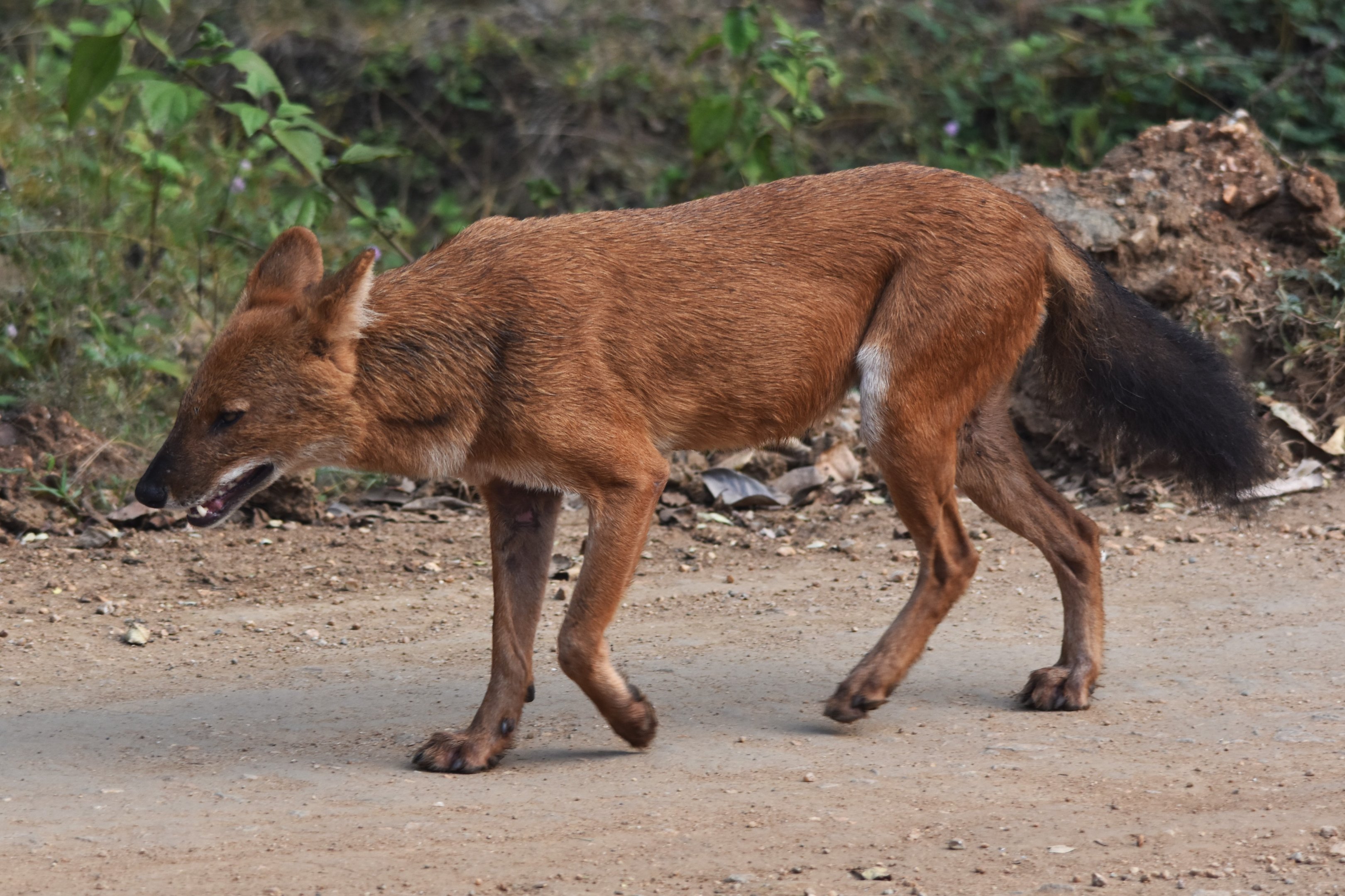 Indian Dhole, Nagarahole Tiger Reserve, 24th November 2024