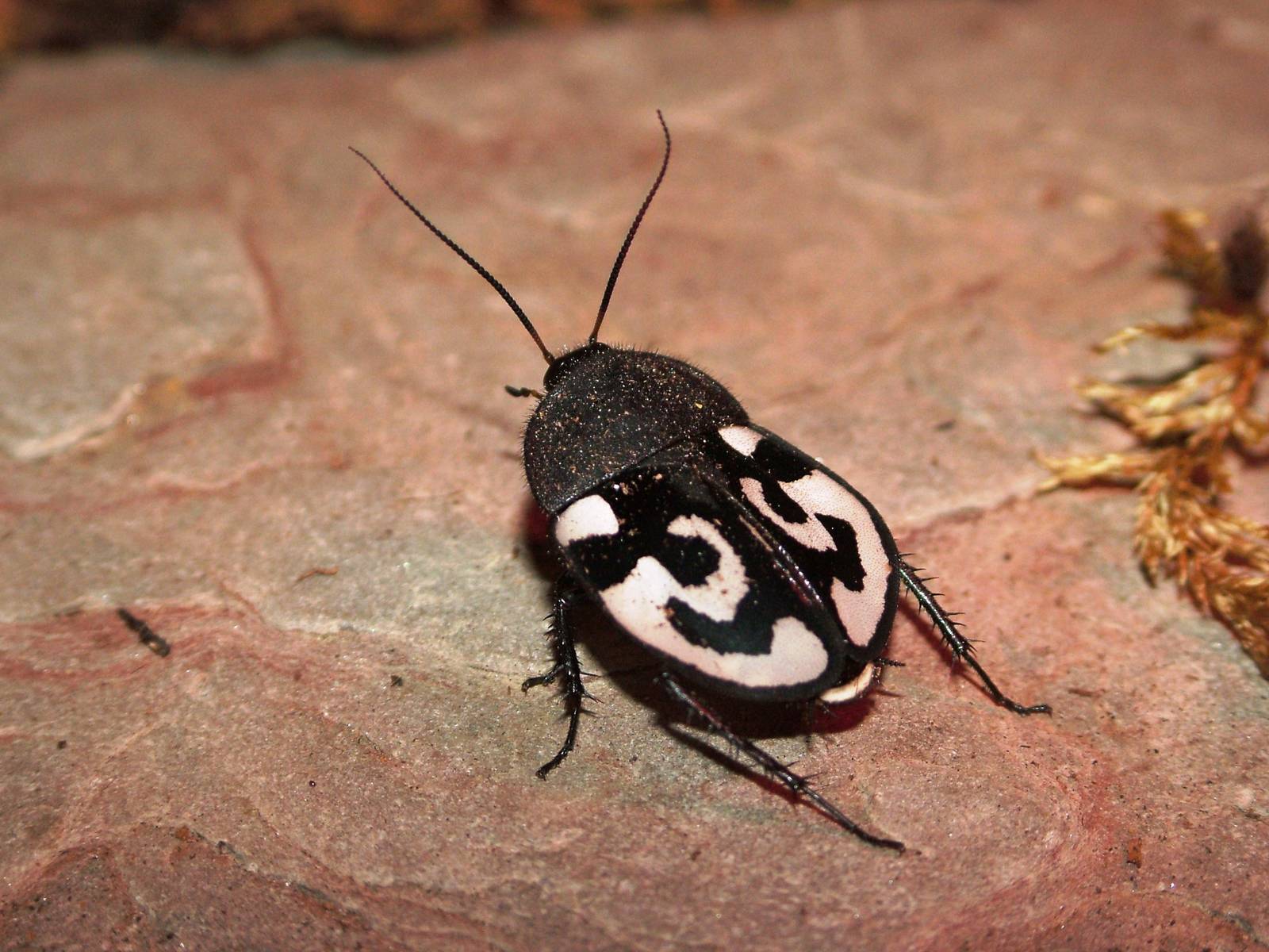 Indian Domino Cockroach at Dvur Kralove, 27/08/12