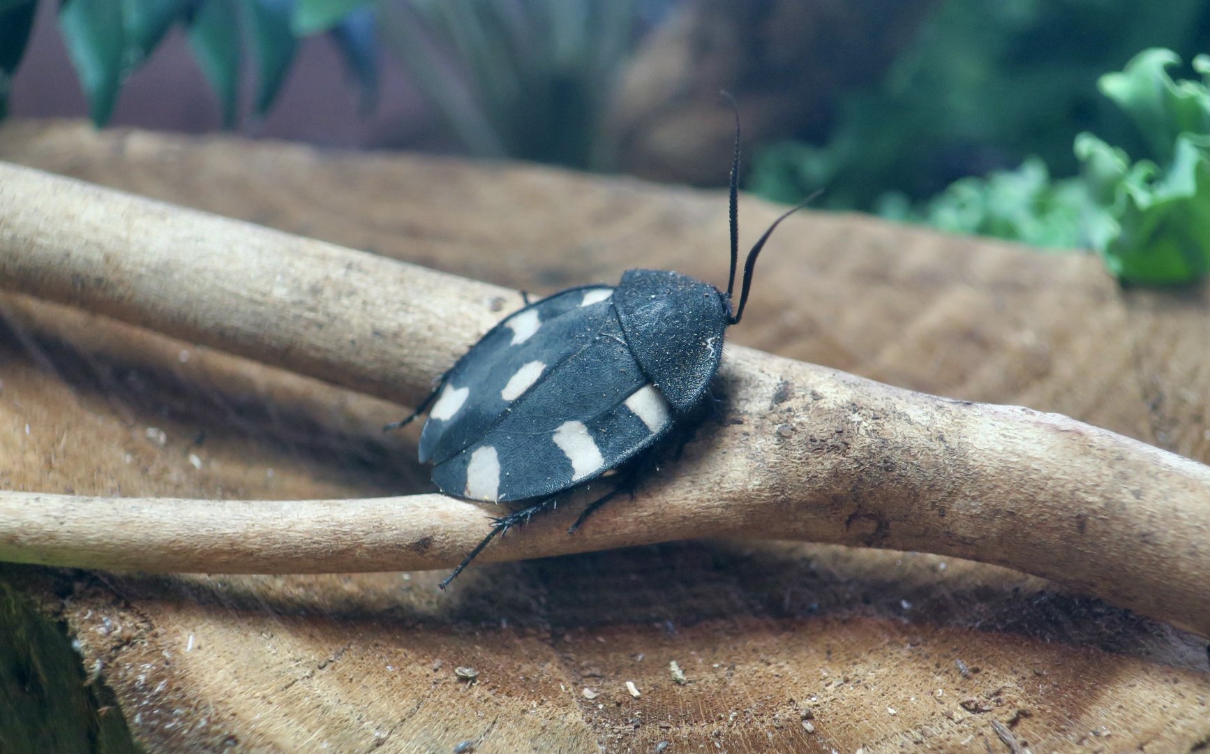 Indian Domino Cockroach (Therea petiveriana)