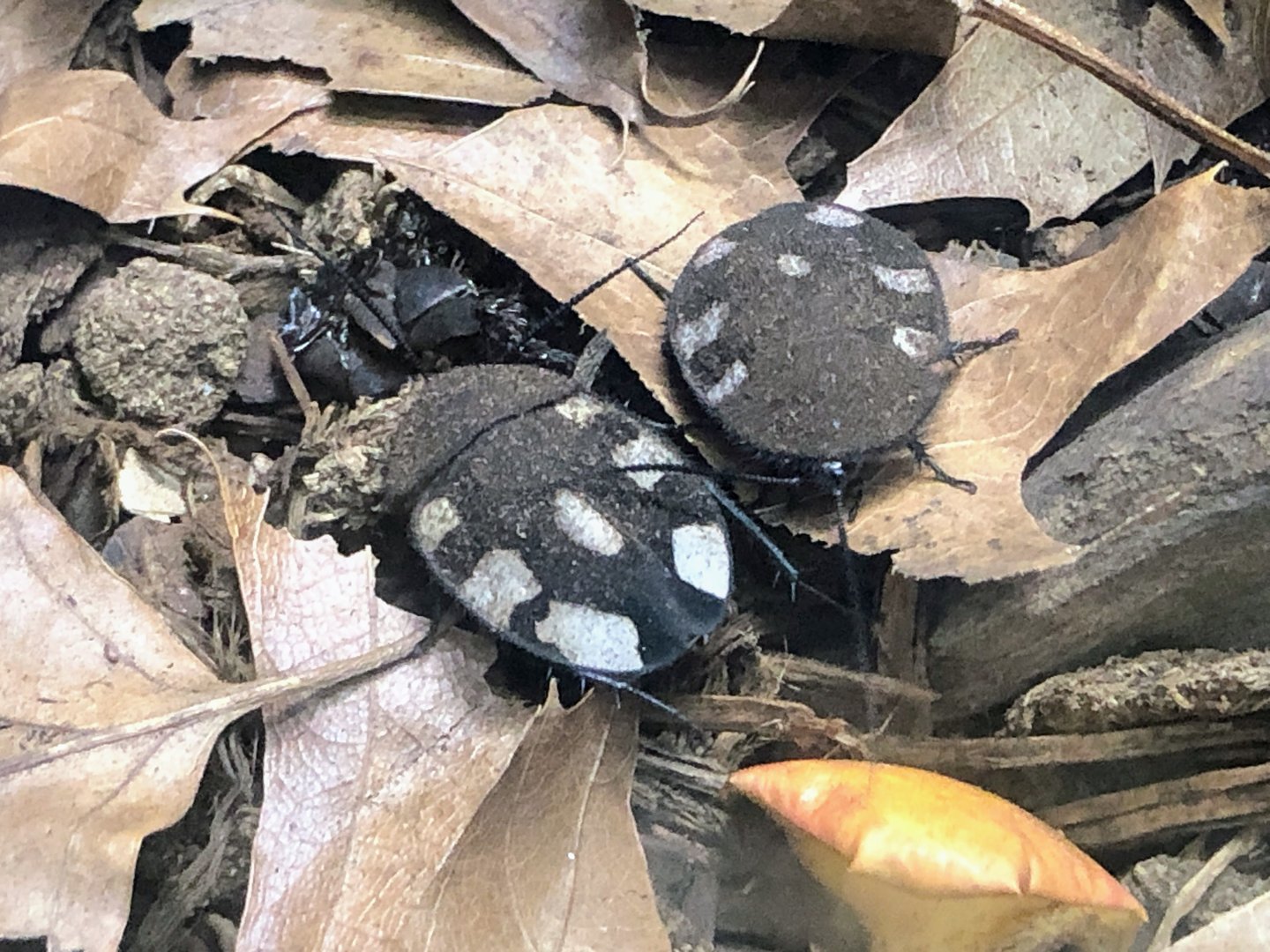 Indian Domino Roach (Therea petiveriana)