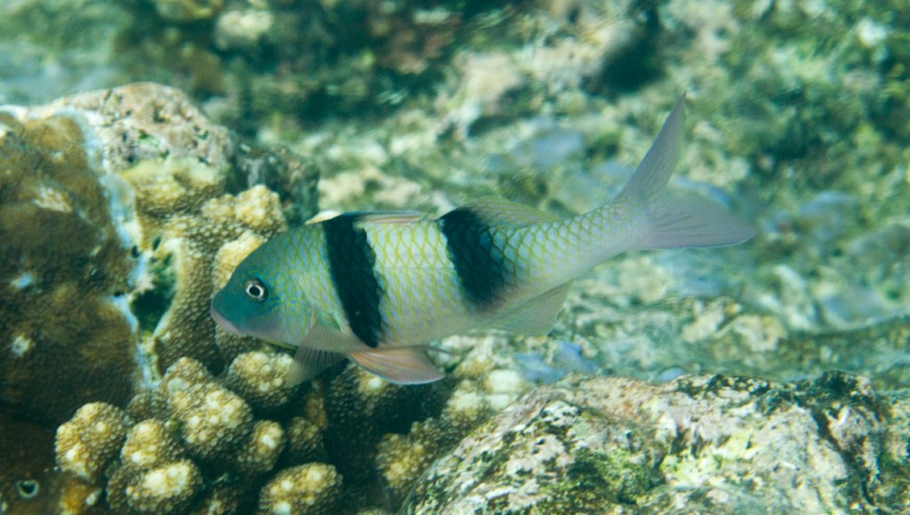 Indian Doublebar Goatfish
