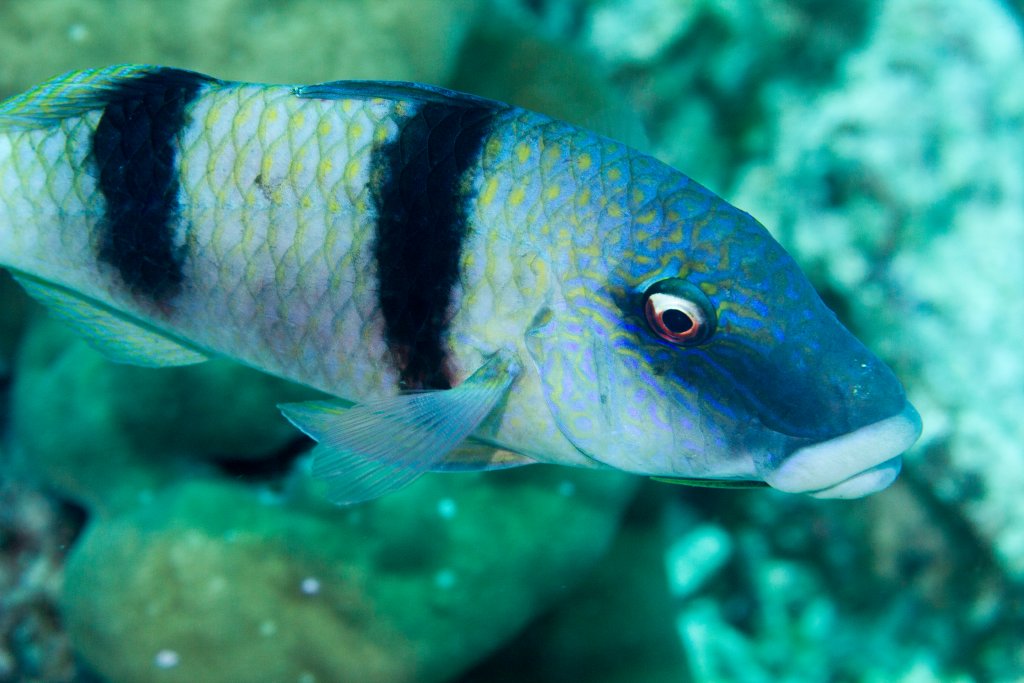 Indian Doublebar Goatfish