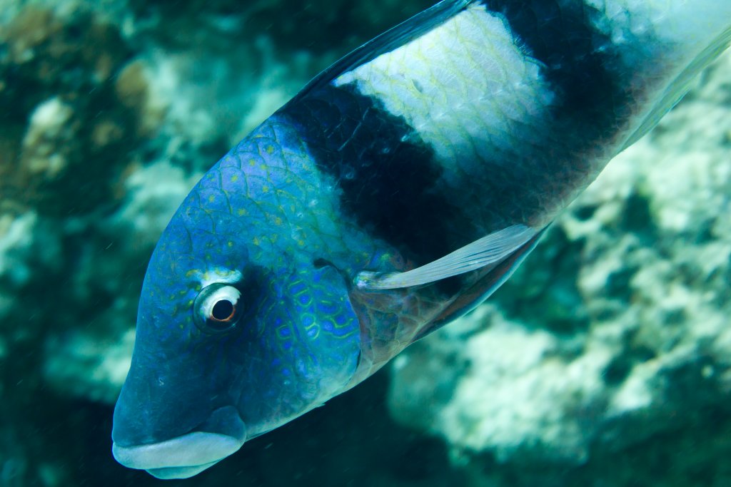 Indian Doublebar Goatfish