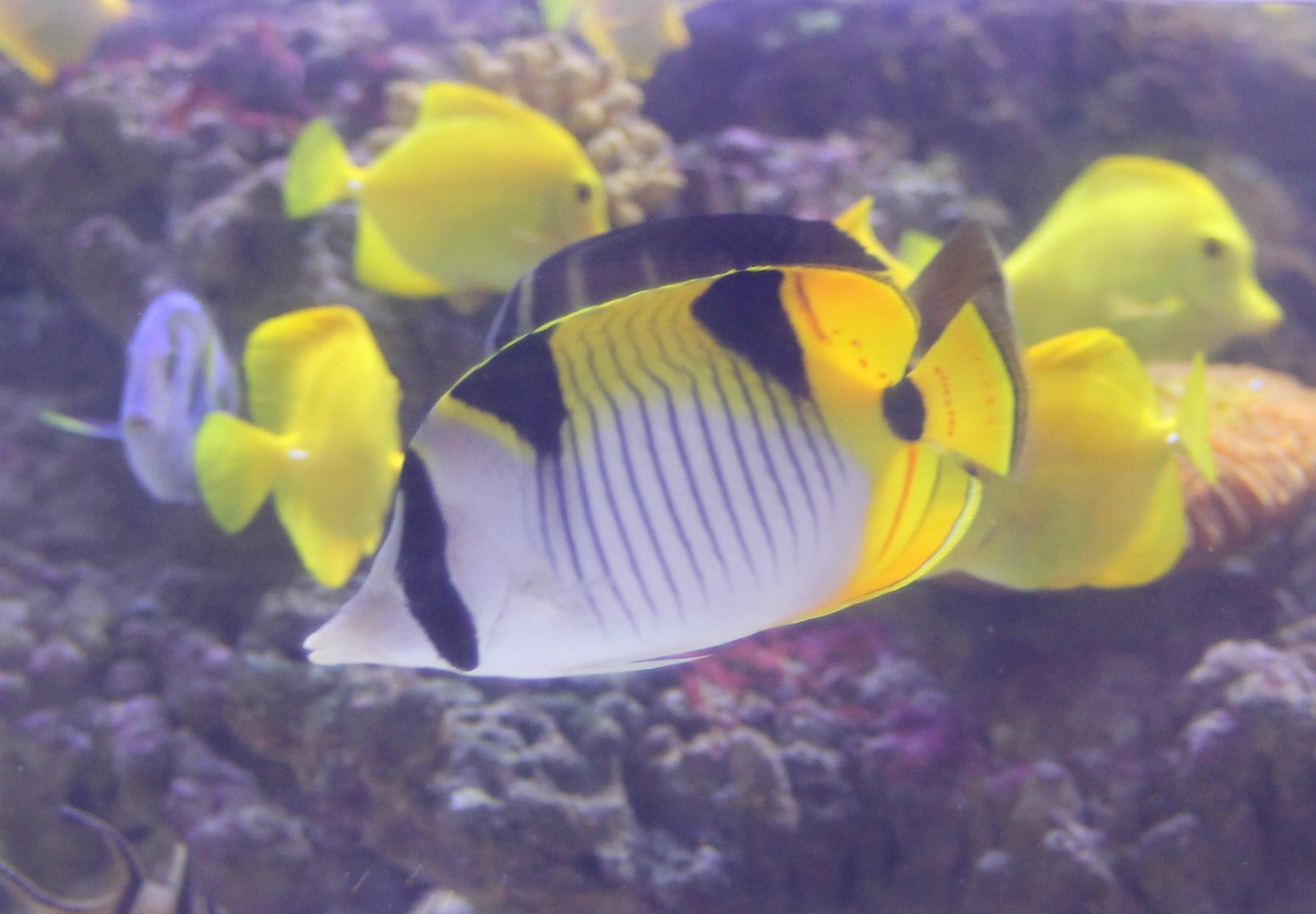 Indian dubble-saddle butterflyfish - Chaetodon falcula